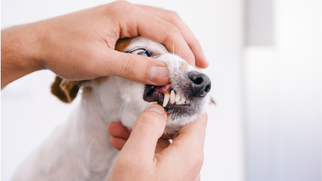 Een persoon tilt voorzichtig de lip van een kleine hond op om zijn tanden en tandvlees te controleren, waarbij een lichte verkleuring zichtbaar is.