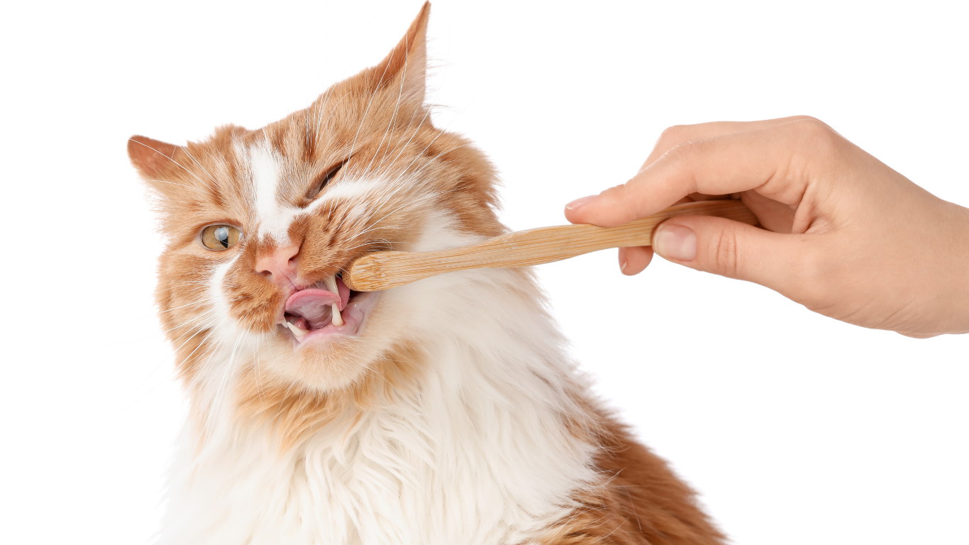 Een rood-witte langharige kat krijgt haar tanden gepoetst met een houten tandenborstel. De kat trekt een grappig gezicht terwijl haar tong uitsteekt. De achtergrond is effen wit.
