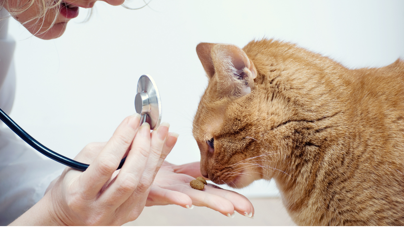 Een dierenarts houdt een stethoscoop en wat brokjes in haar hand terwijl een oranje kat nieuwsgierig aan het voer snuffelt. De achtergrond is licht en neutraal.