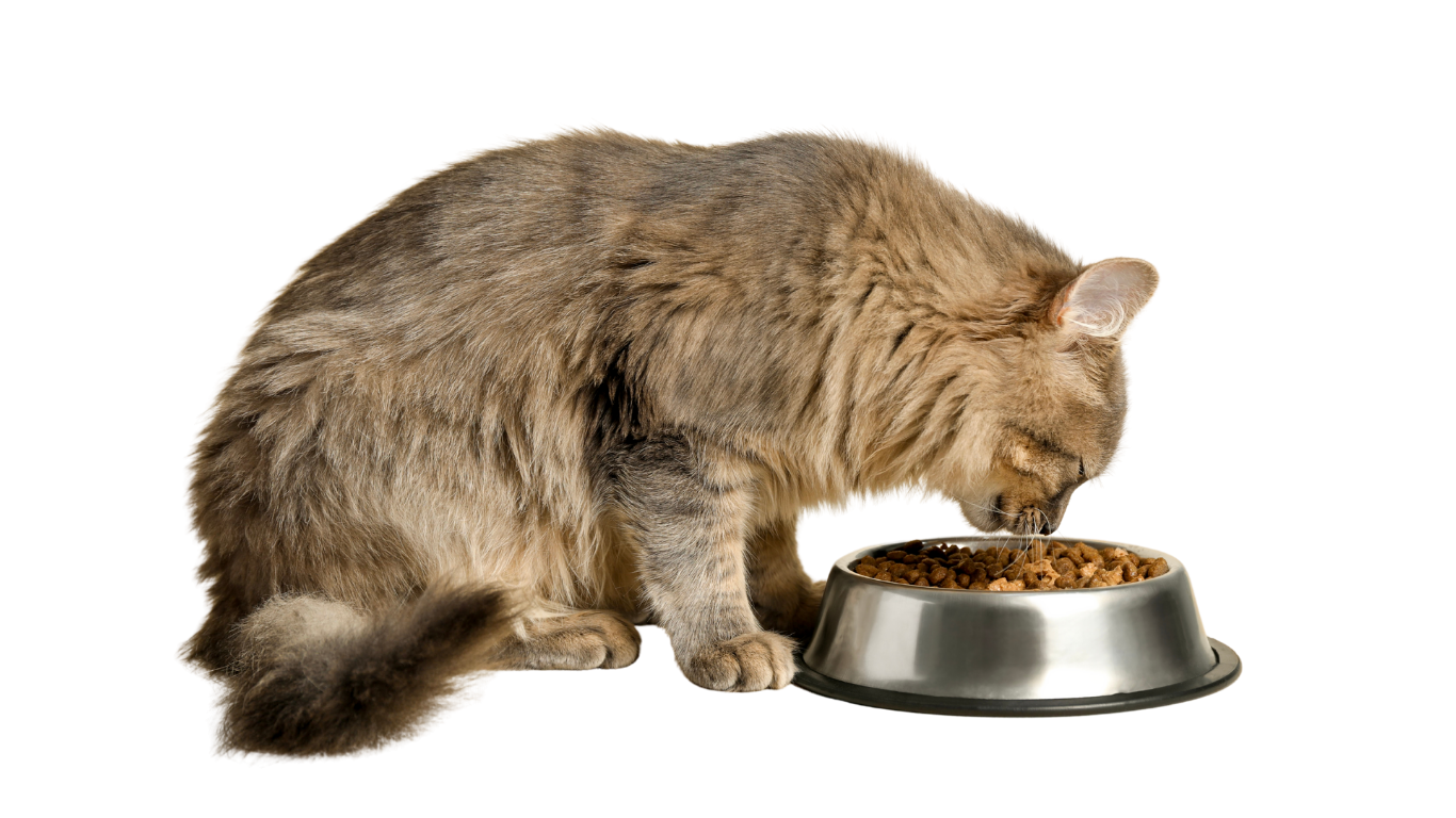 Een langharige, bruin-grijze kat zit voor een metalen voerbak en eet geconcentreerd van haar brokjes. De achtergrond is effen wit.