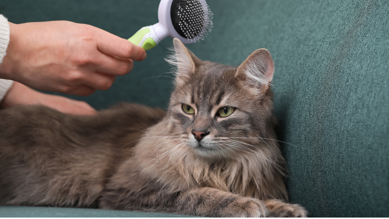 Een langharige grijsbruine kat ligt ontspannen op een groene bank terwijl iemand de vacht borstelt met een ronde borstel.