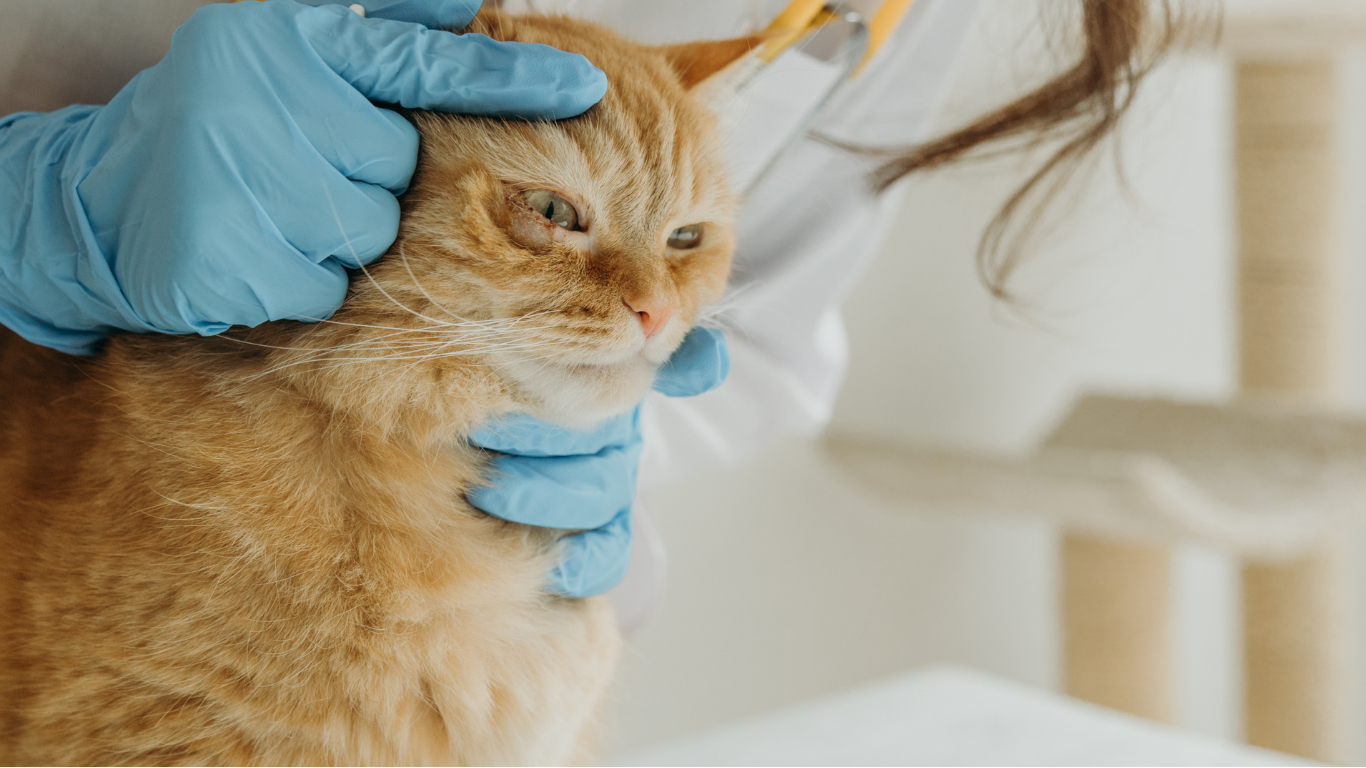 Een oranje kat wordt onderzocht door een dierenarts die blauwe handschoenen draagt. De dierenarts houdt voorzichtig het hoofd van de kat vast om de ogen en huid te inspecteren.