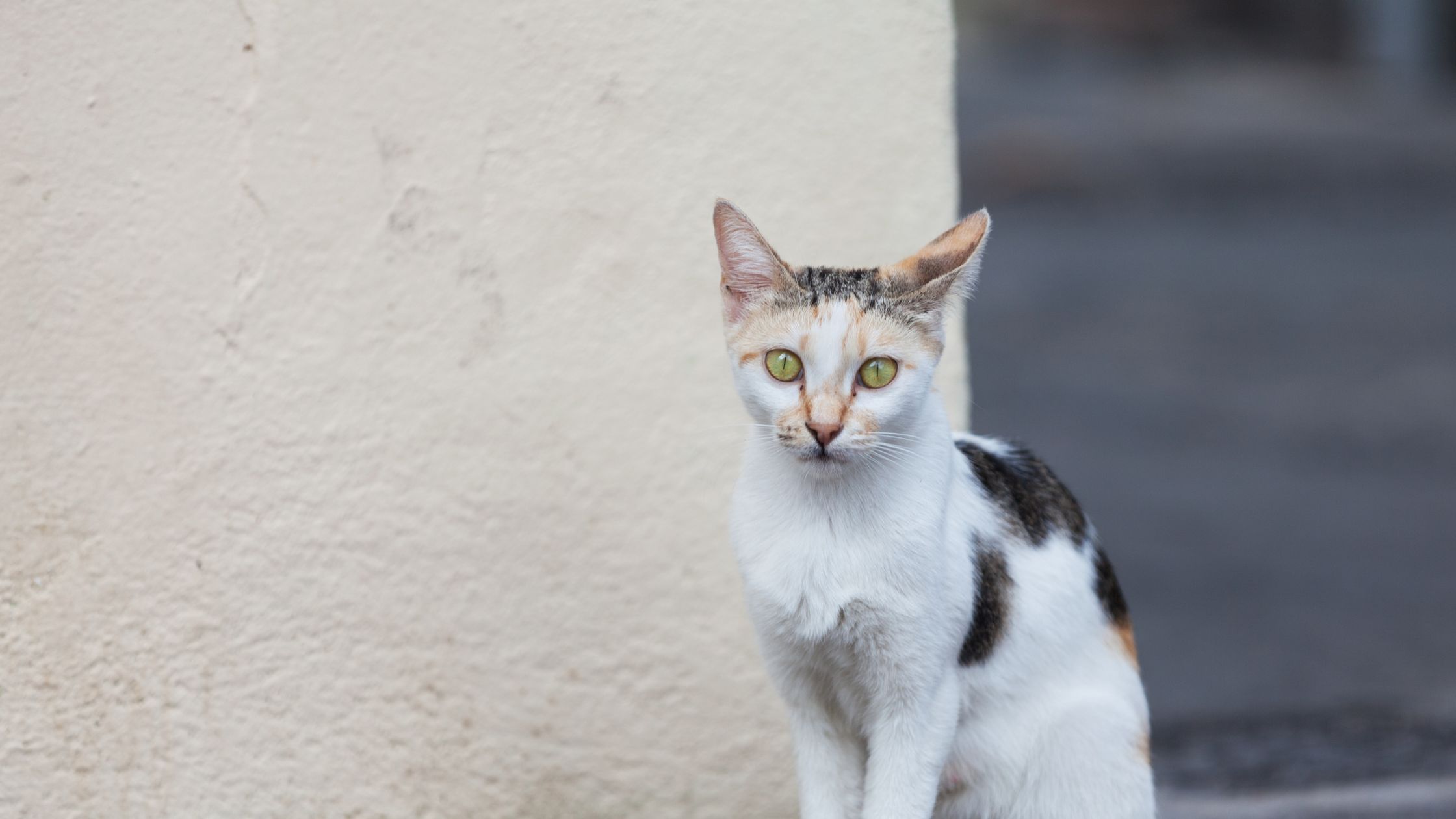 Een driekleurige kat met groene ogen zit alert naast een muur en kijkt recht in de camera.