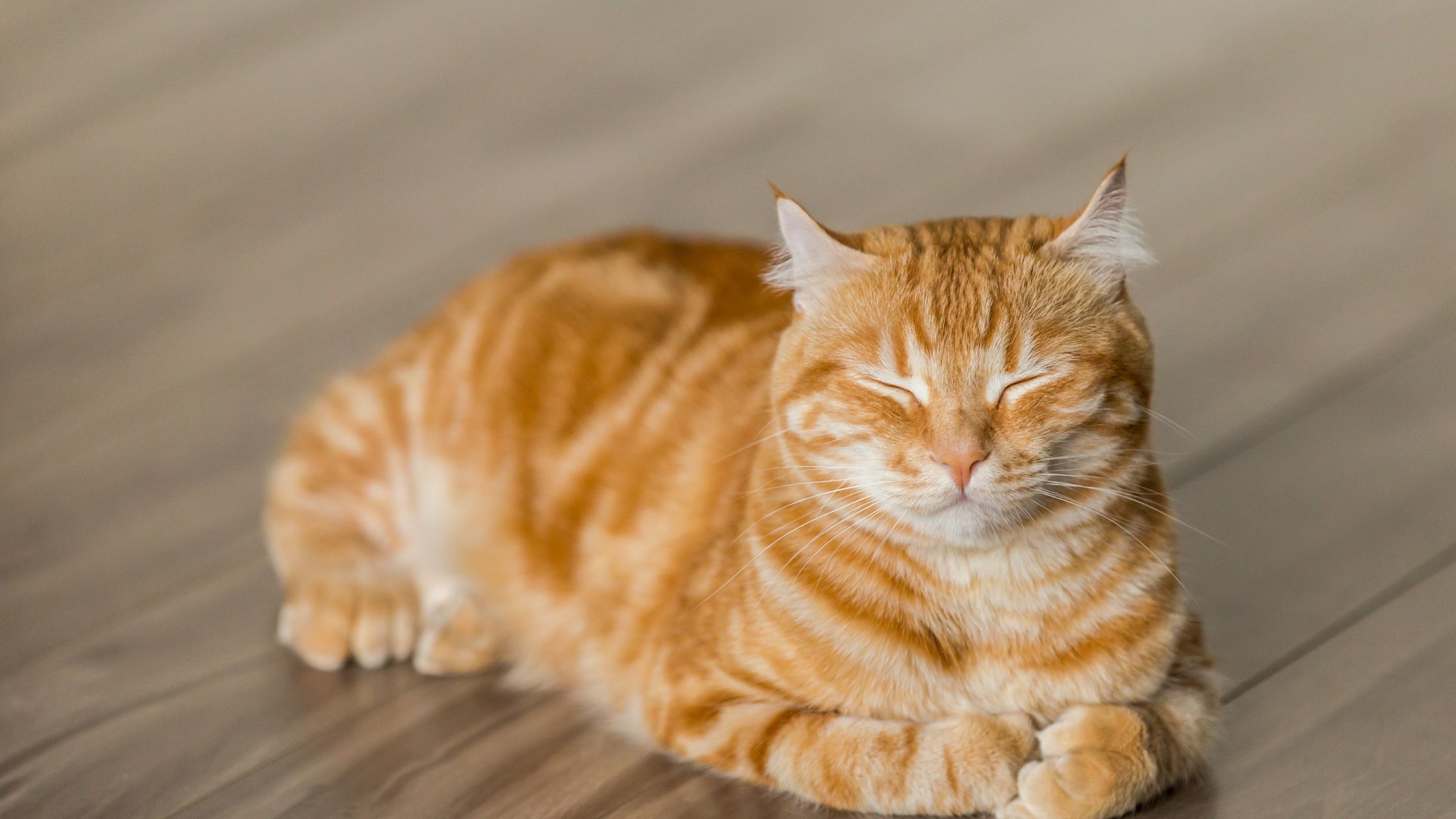 Een oranje gestreepte kat ligt ontspannen op een houten vloer met gesloten ogen, alsof hij rustig aan het dutten is.
