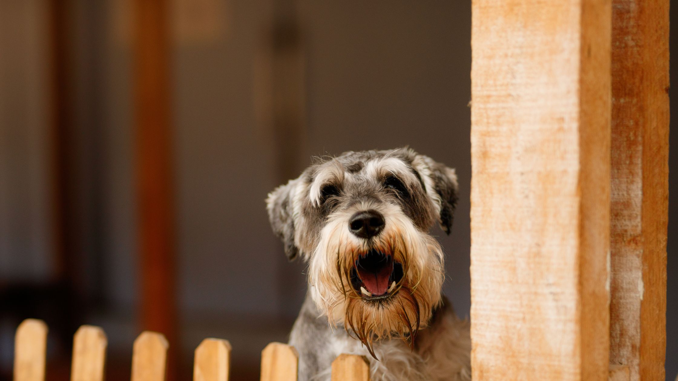 Een grijs-witte hond met een baardje kijkt vrolijk door een houten hek, met de mond open alsof hij blaft