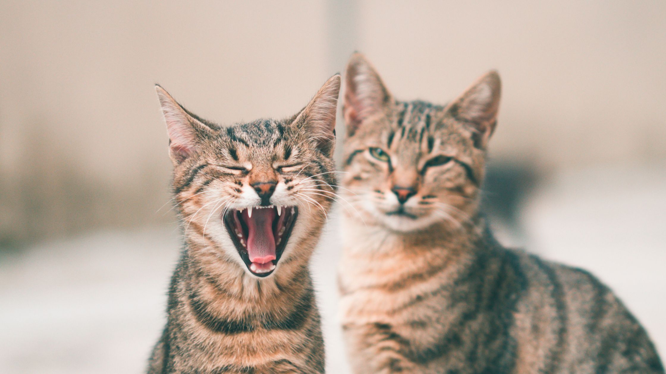 Twee gestreepte katten zitten naast elkaar; één kat gaapt met zijn bek wijd open terwijl de ander rustig in de camera kijkt.