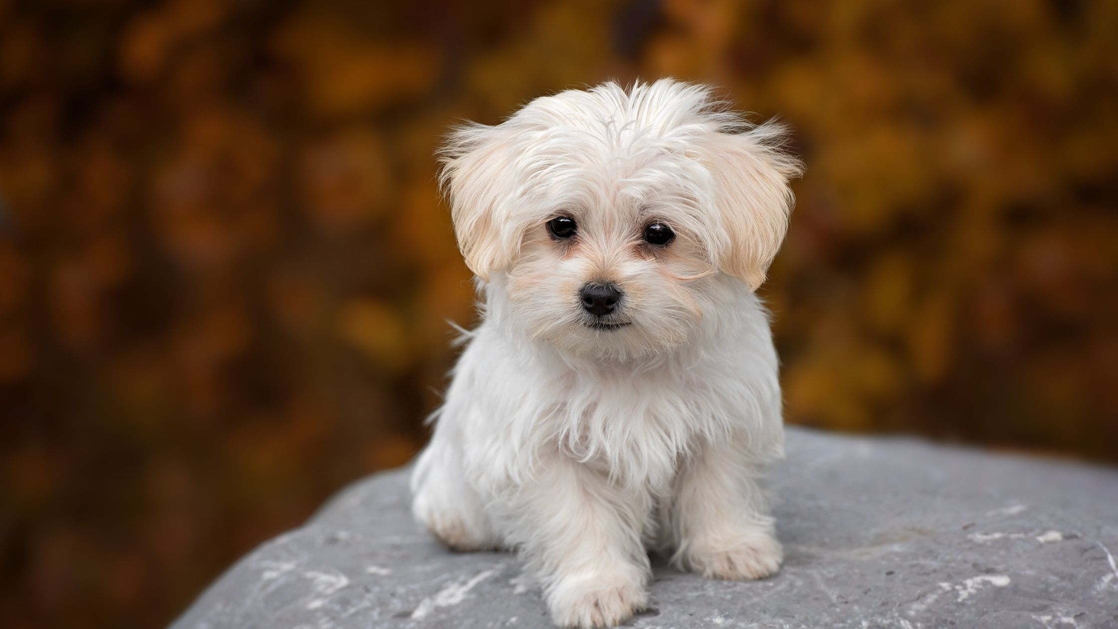 Een kleine, witte hond met lang haar zit op een rots, met een herfstachtige, wazige achtergrond vol warme kleuren.