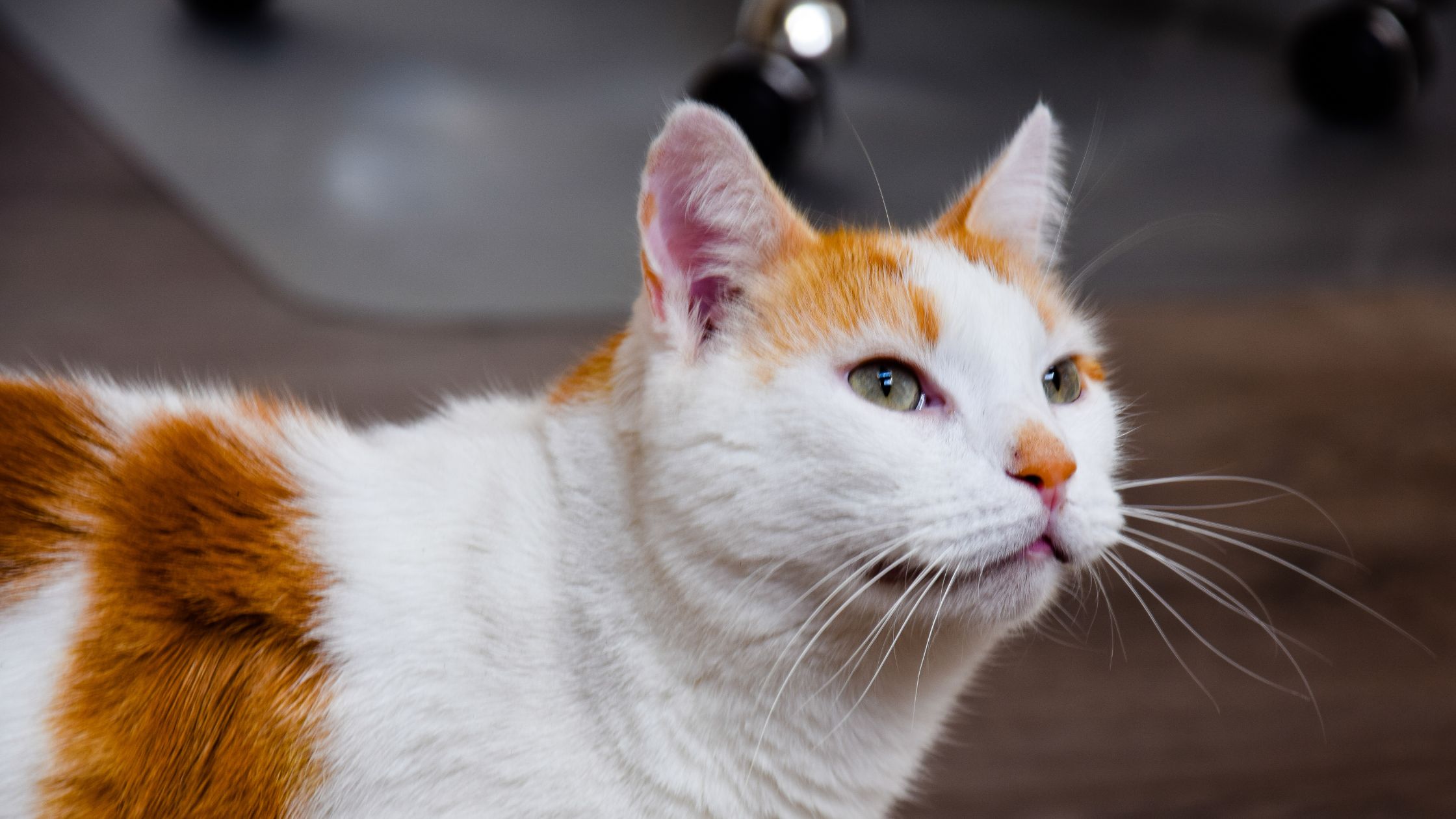 Een wit met oranje kat kijkt aandachtig opzij, zittend binnen op een houten vloer.