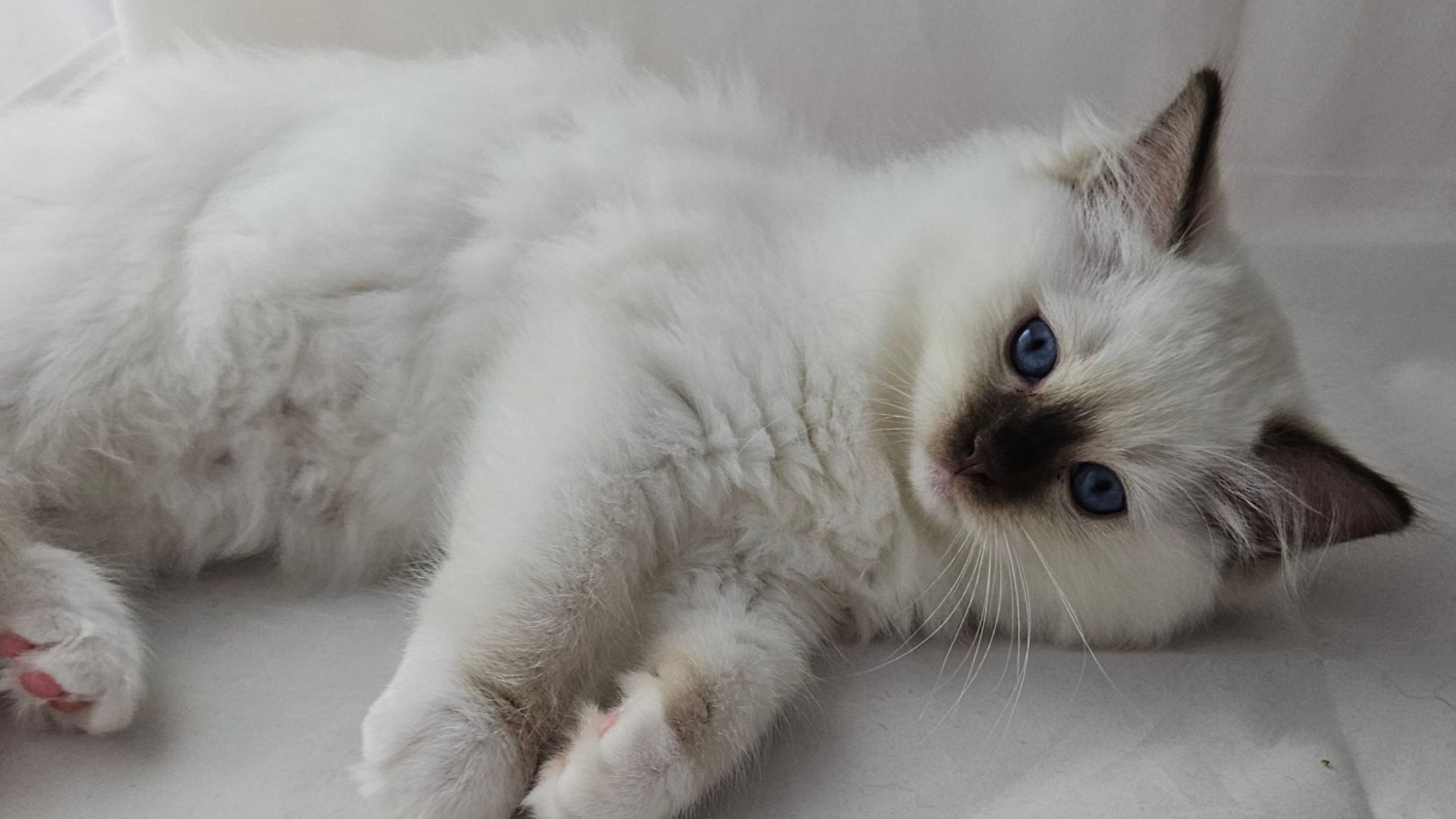 Hartproblemen kat PetSecur
