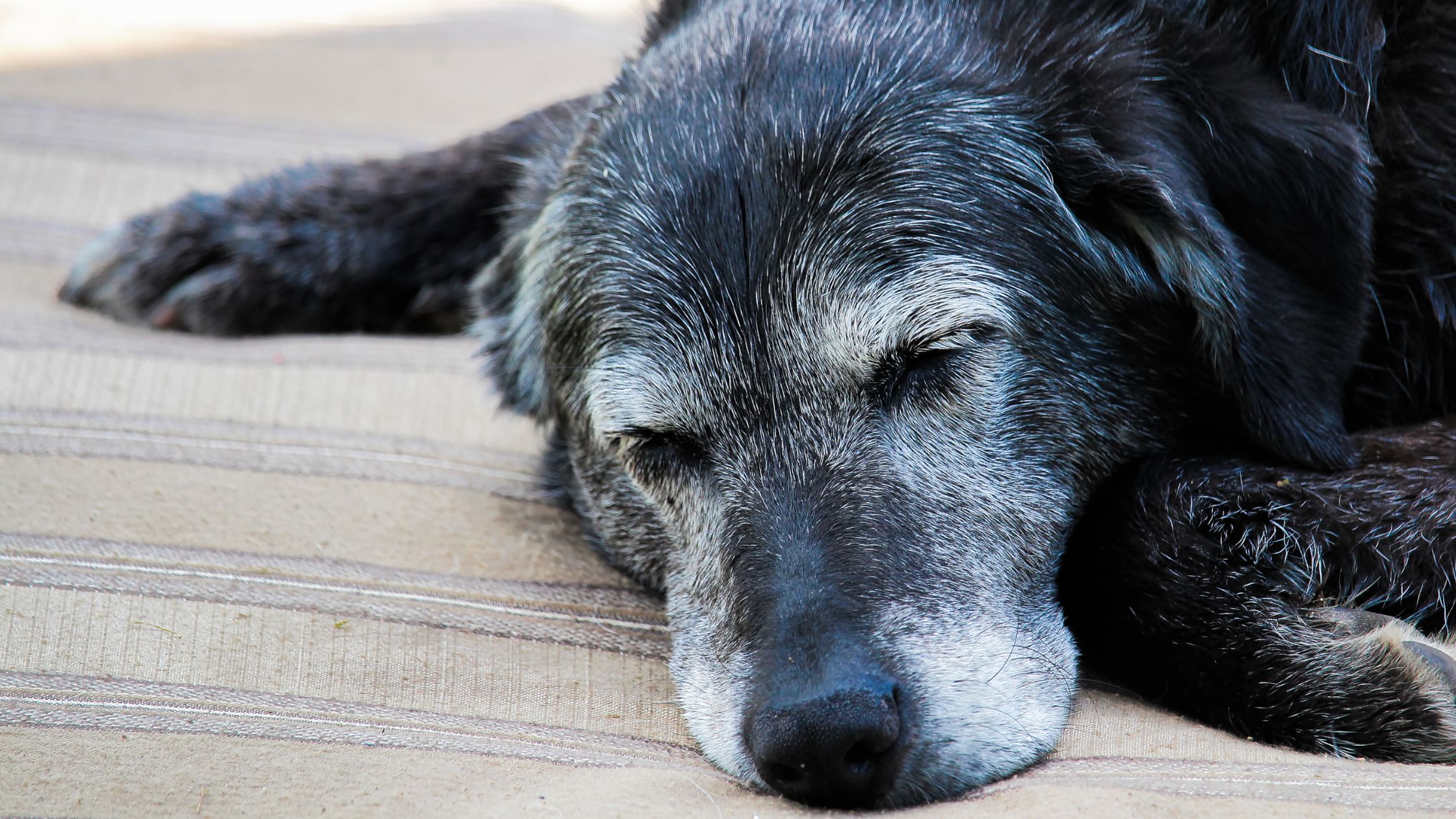 Hoe oud wordt een hond?