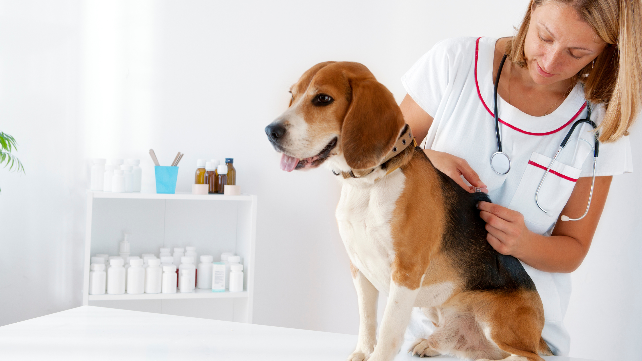 Een dierenarts onderzoekt de rug van een beagle die op een witte behandeltafel zit, met medische benodigdheden op de achtergrond.