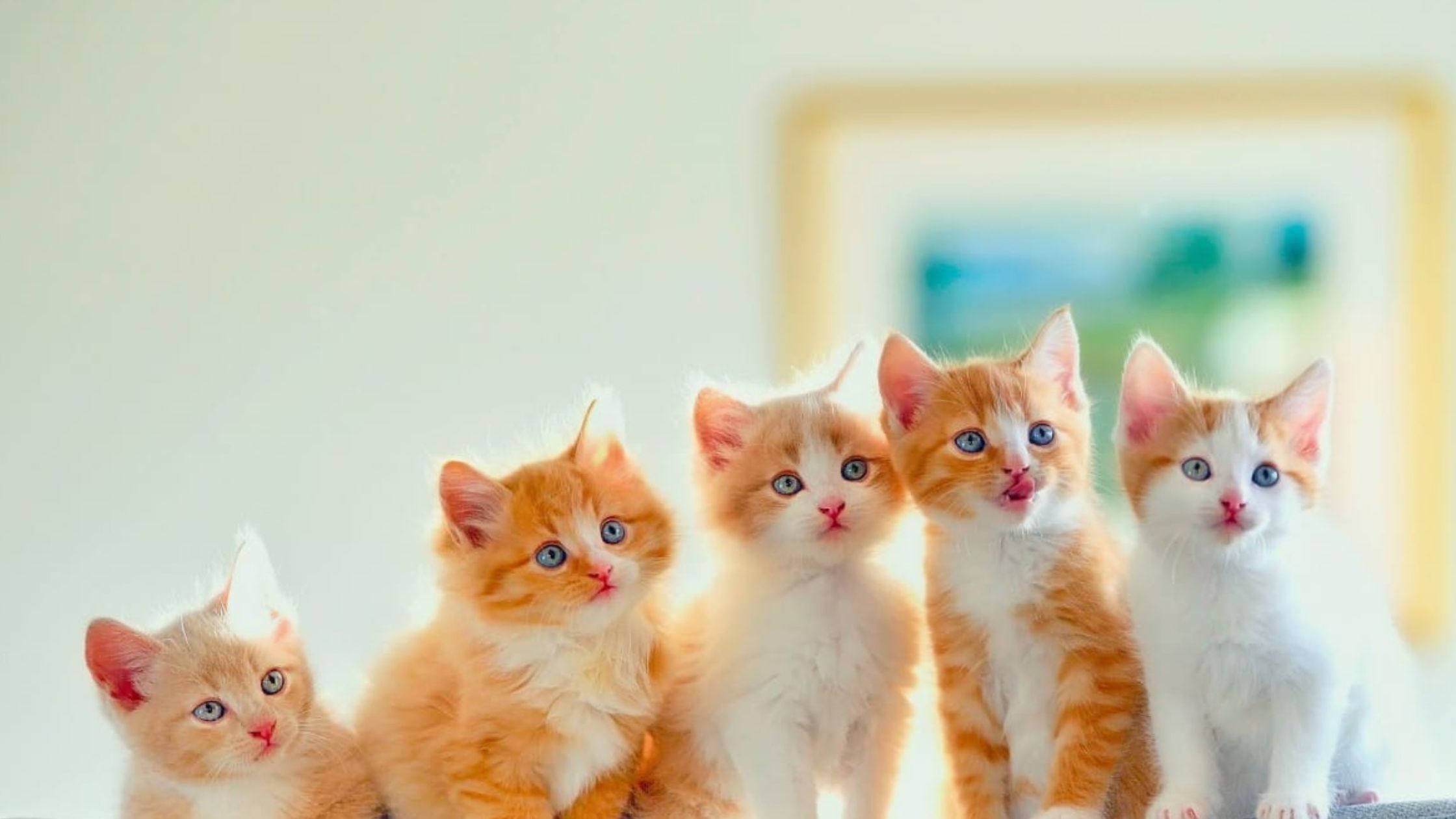 Honden- en kattenrassen vergelijken