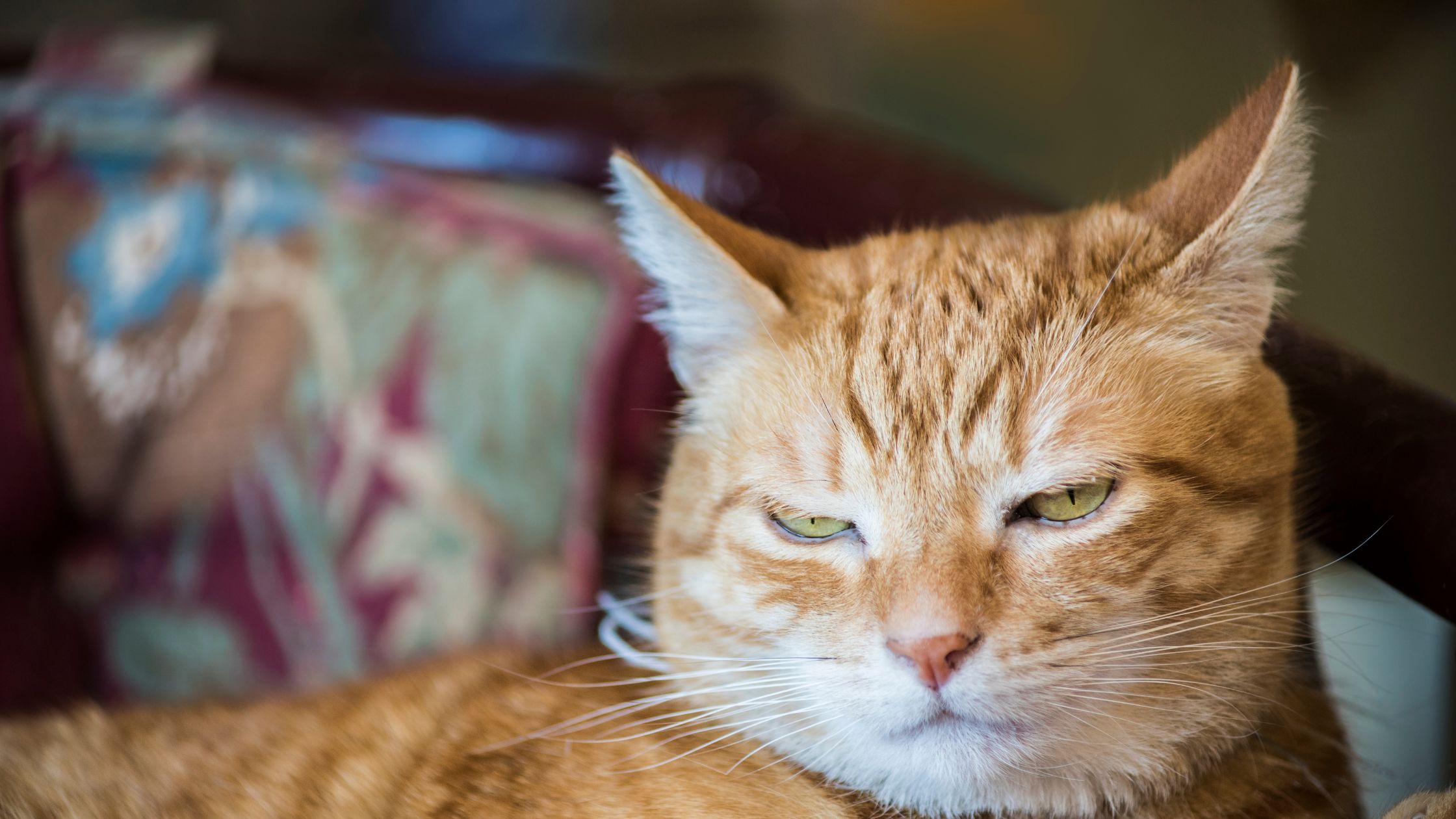 Kattennaam mannetje
