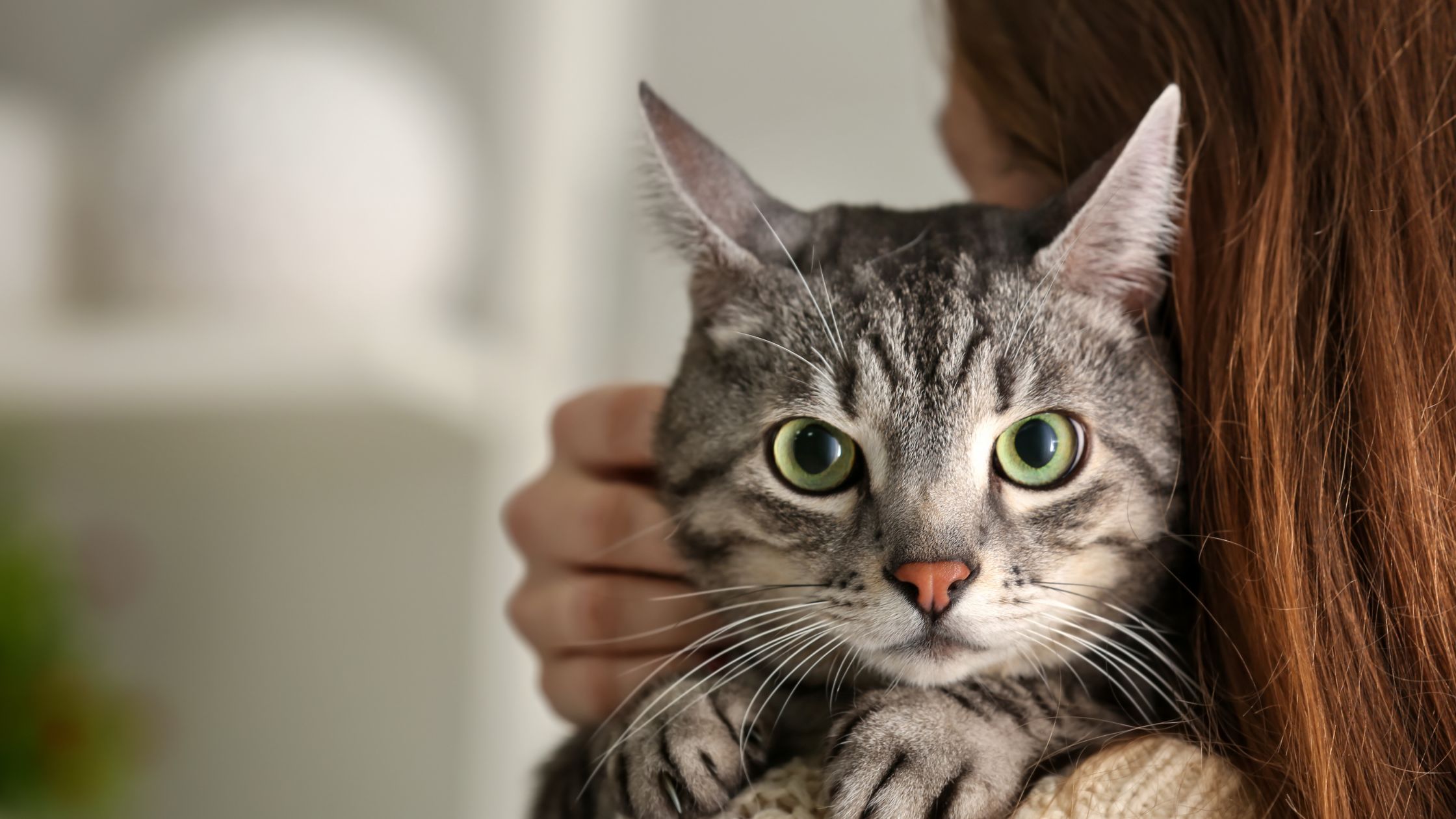 Kattennaam vrouwtje