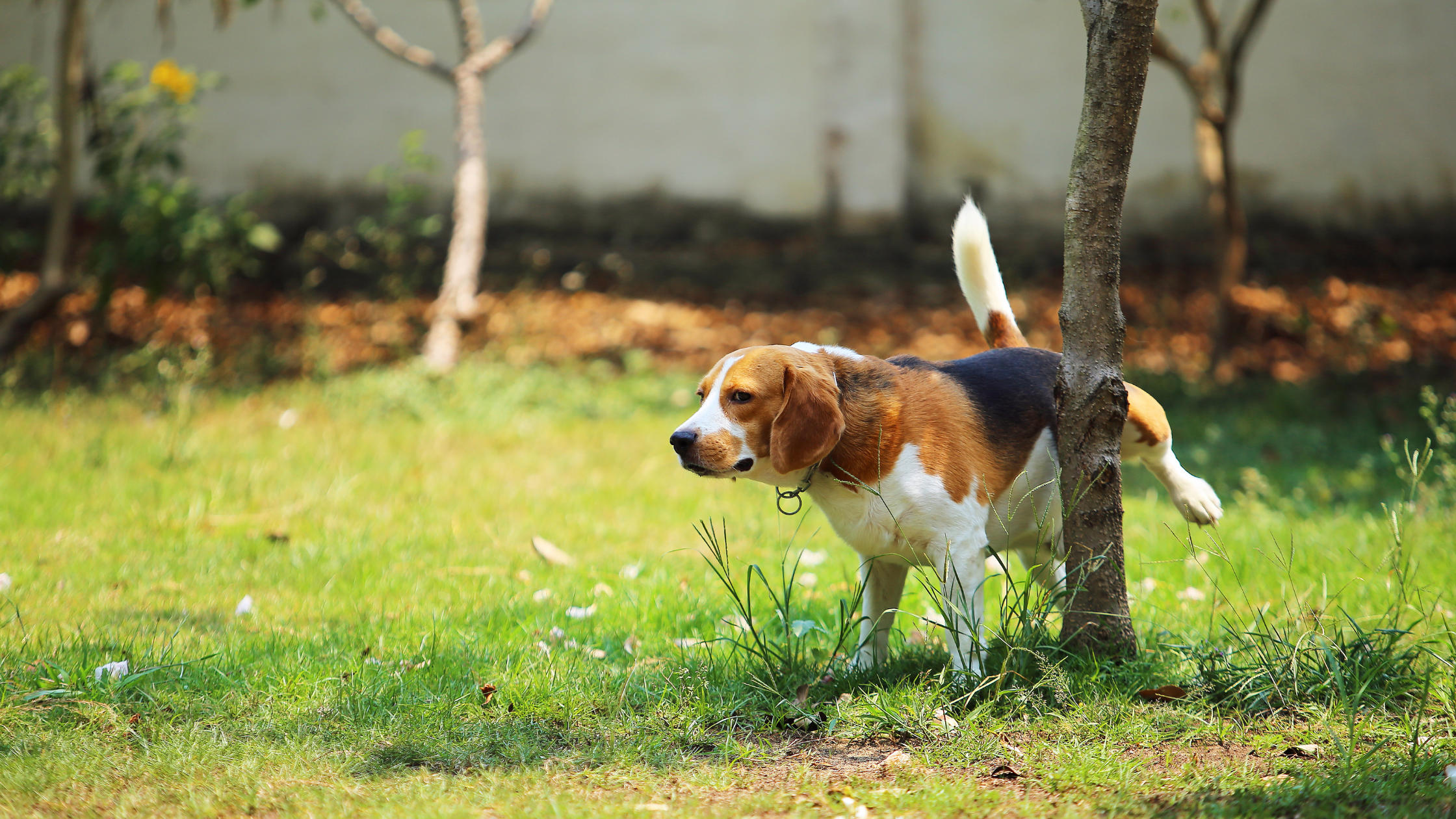 Een beagle plast tegen een boom in een zonovergoten tuin met een groene grasmat en enkele bomen op de achtergrond.