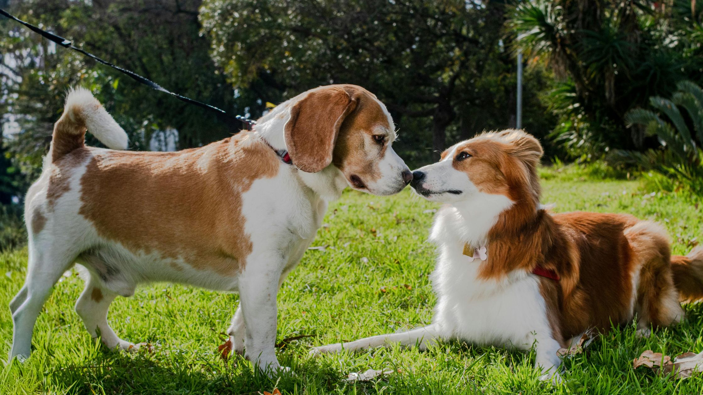 Twee honden begroeten elkaar in een zonnig park; de ene staat en de andere ligt op het gras terwijl ze elkaars neus aanraken.