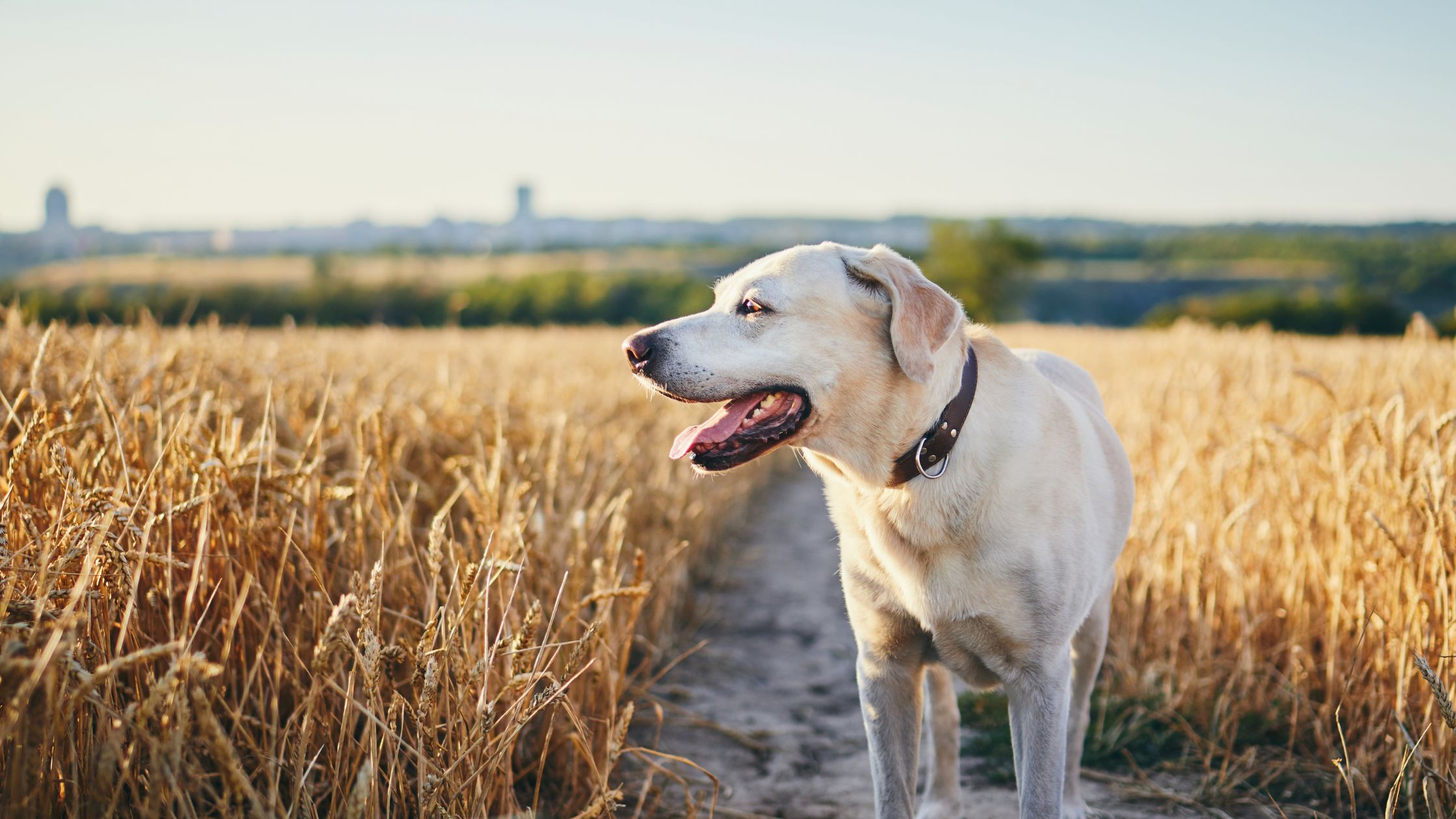Een lichte hond staat op een pad tussen gouden graanvelden en kijkt tevreden in de verte.
