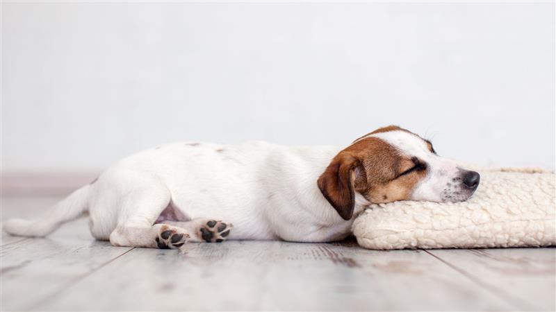 Een kleine hond ligt vredig te slapen op een zacht kussen op een houten vloer.