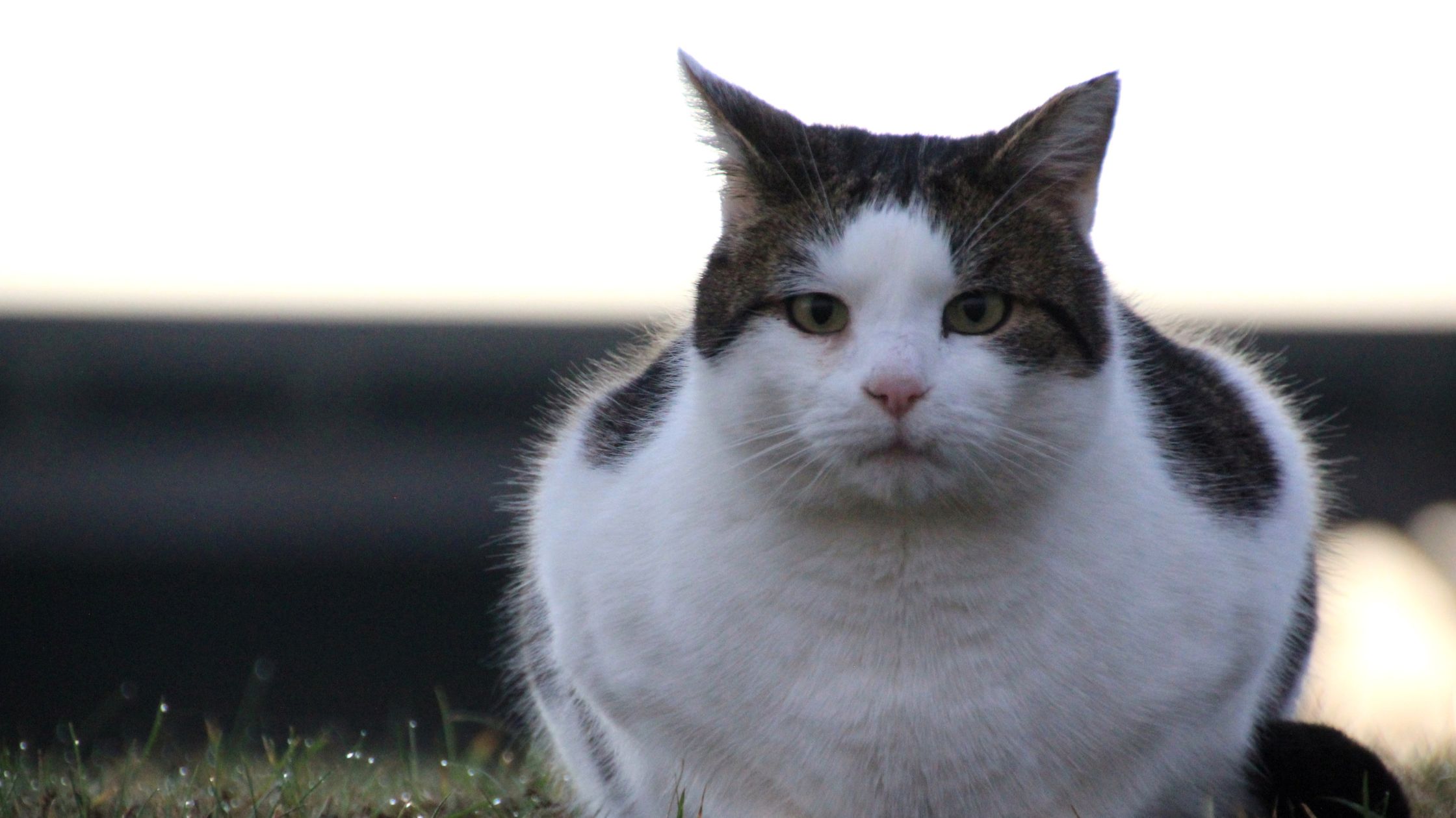 Een stevige kat met een witte vacht en donkere vlekken zit op het gras, met een neutrale uitdrukking en een wazige achtergrond.
