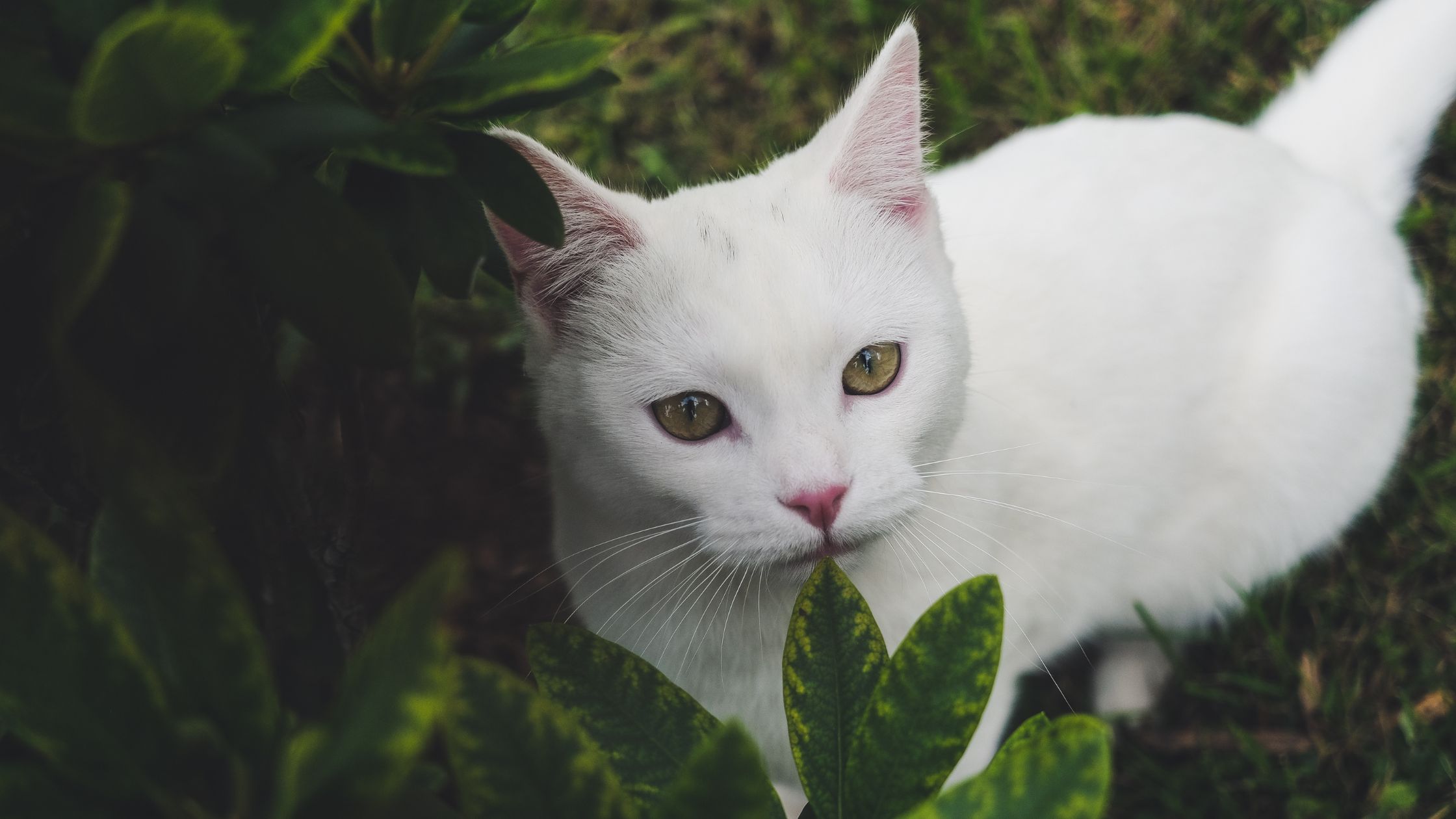 Een witte kat zit buiten tussen groene bladeren en kijkt met rustige, heldere ogen recht in de camera.