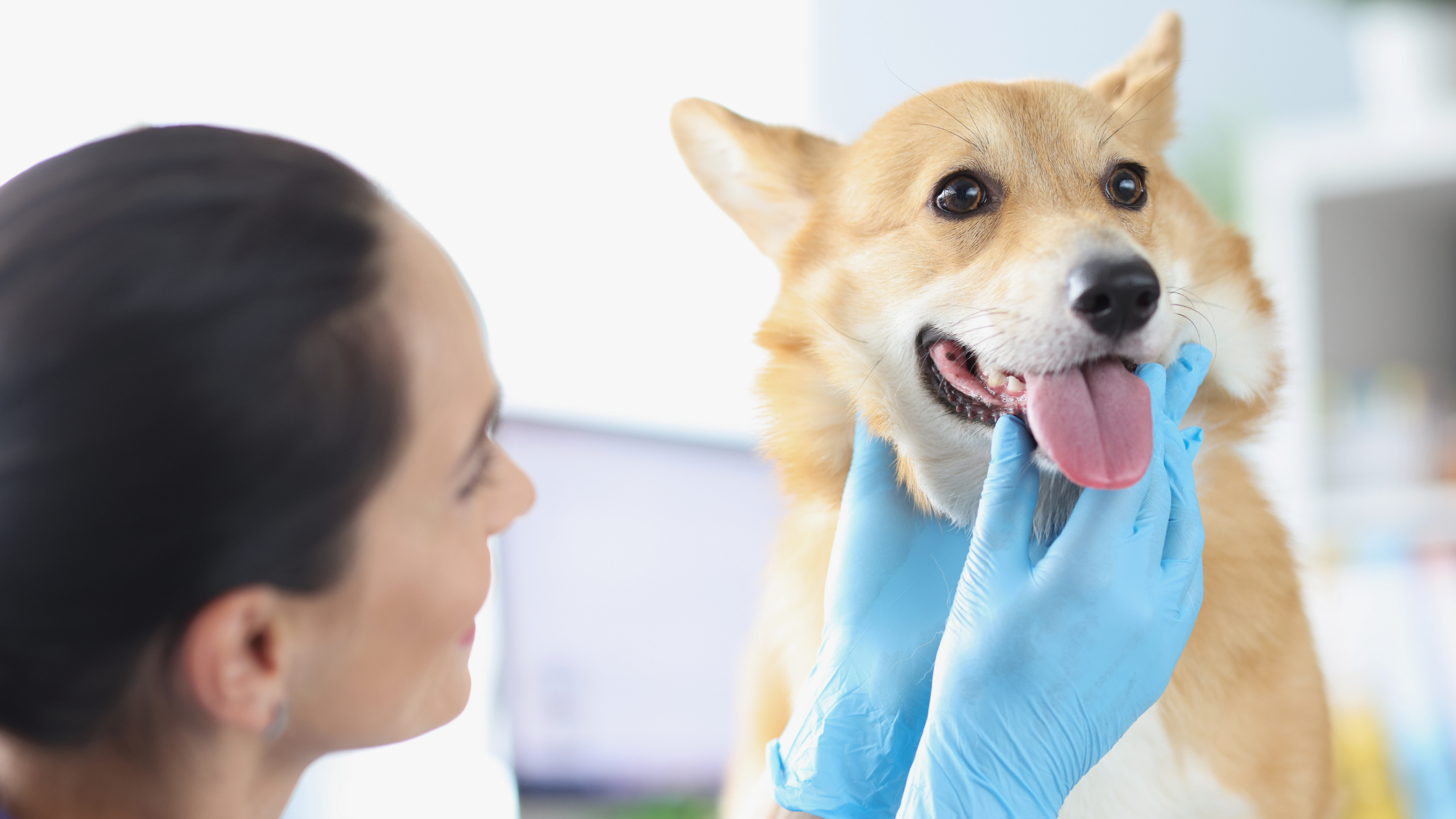 Een dierenarts onderzoekt de mond van een vrolijke hond met blauwe handschoenen terwijl de hond zijn tong uitsteekt.
