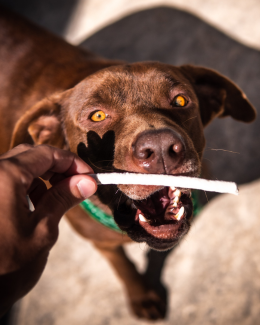 Snacks hond PetSecur