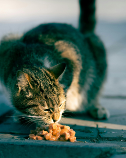 Snacks kat PetSecur