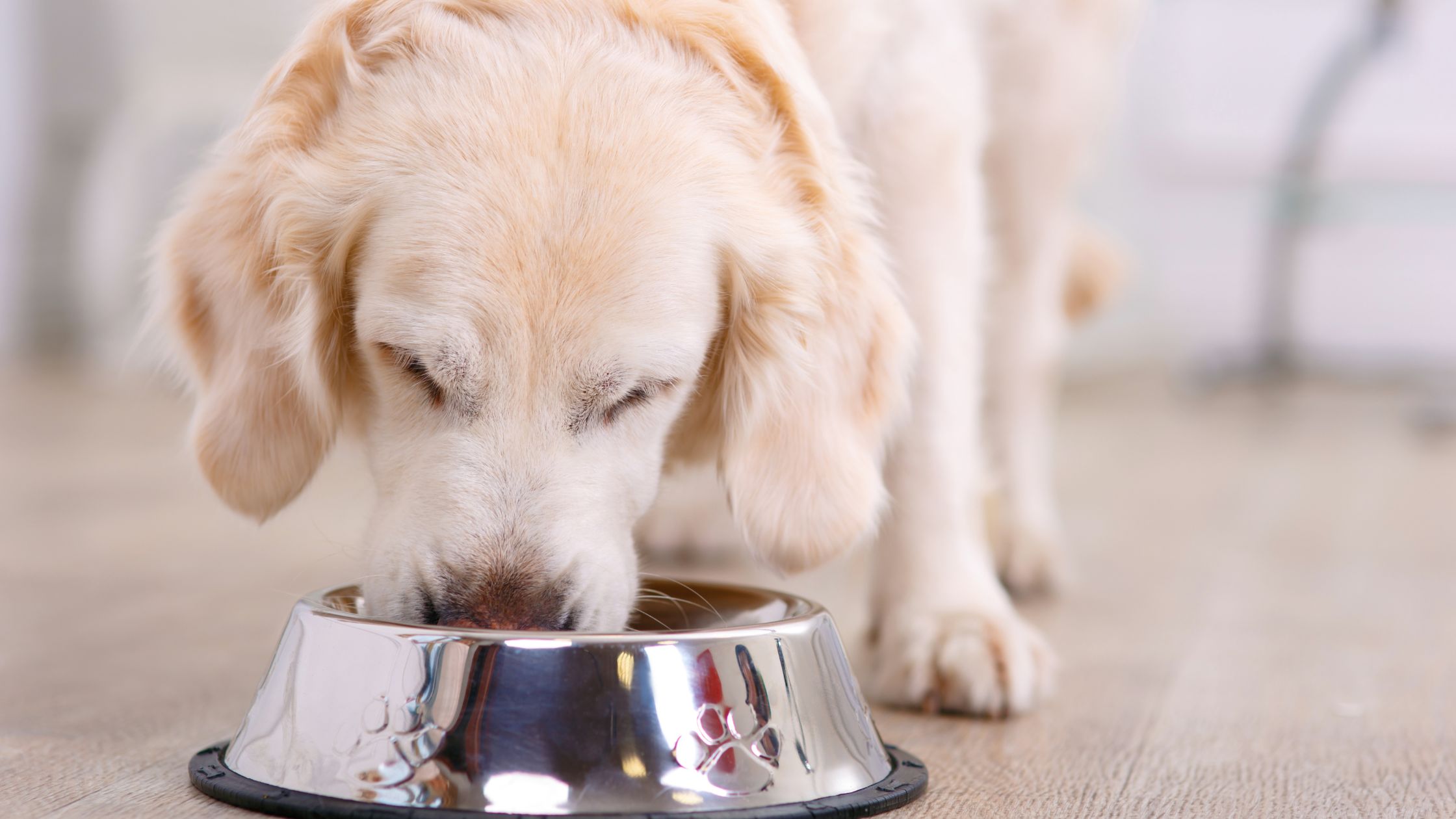 Voeding hond PetSecur