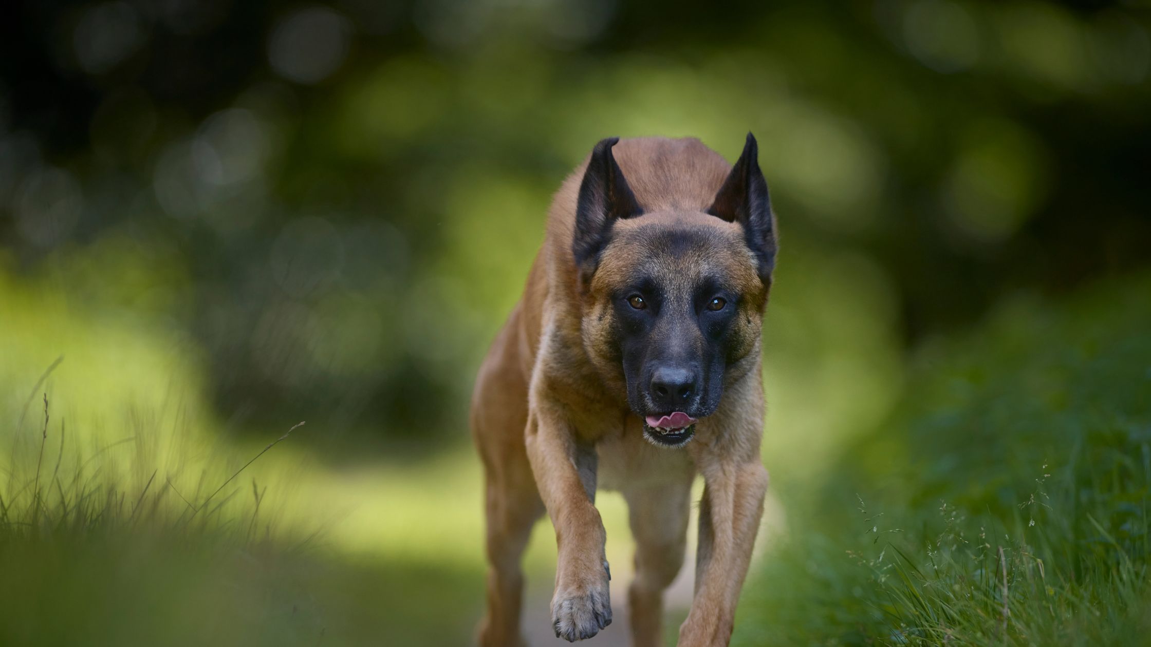 Waakhonden: welke rassen zijn betrouwbaar?