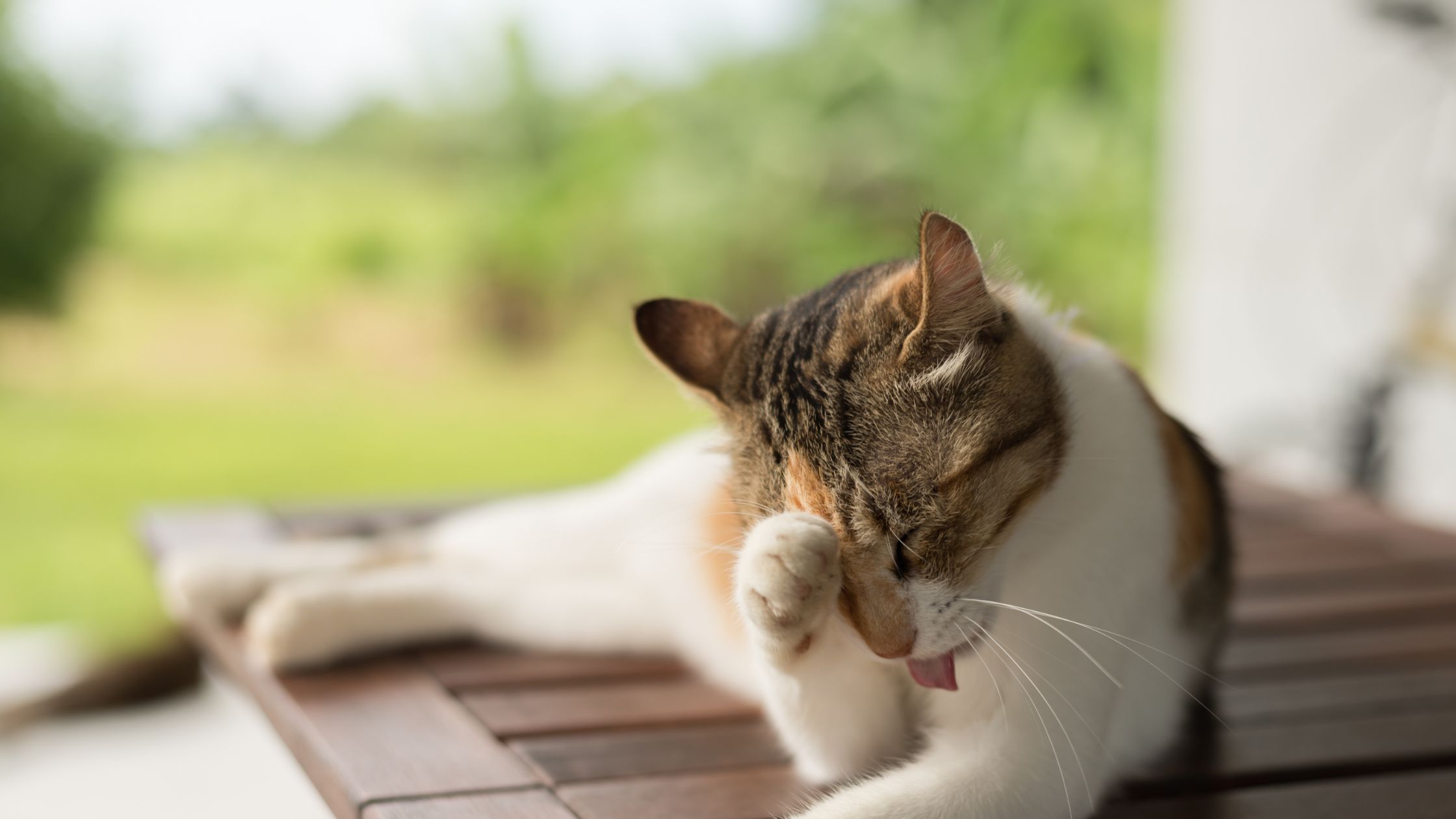 Waarom wassen katten zich zo vaak?