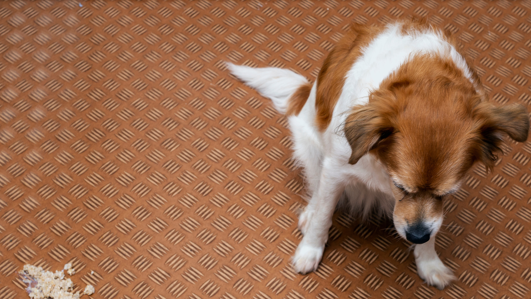 Een hond kijkt omlaag naar een braaksel op de vloer, zittend op een bruine tegelachtige ondergrond.