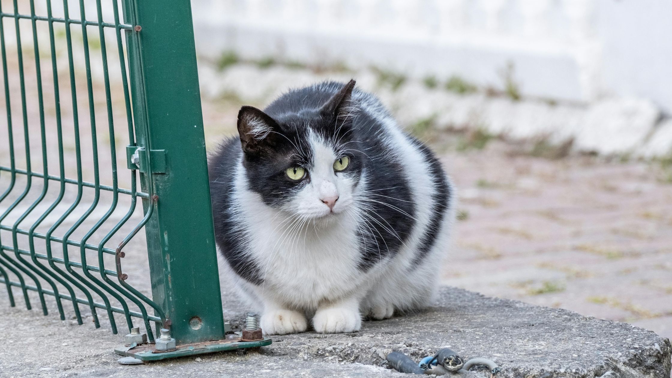Overgewicht katten PetSecur