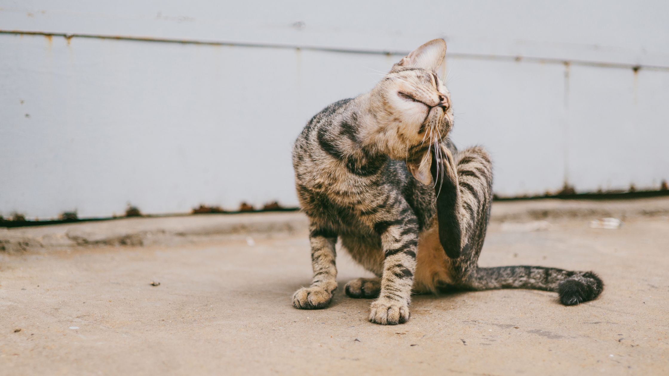 Vlooien kat PetSecur