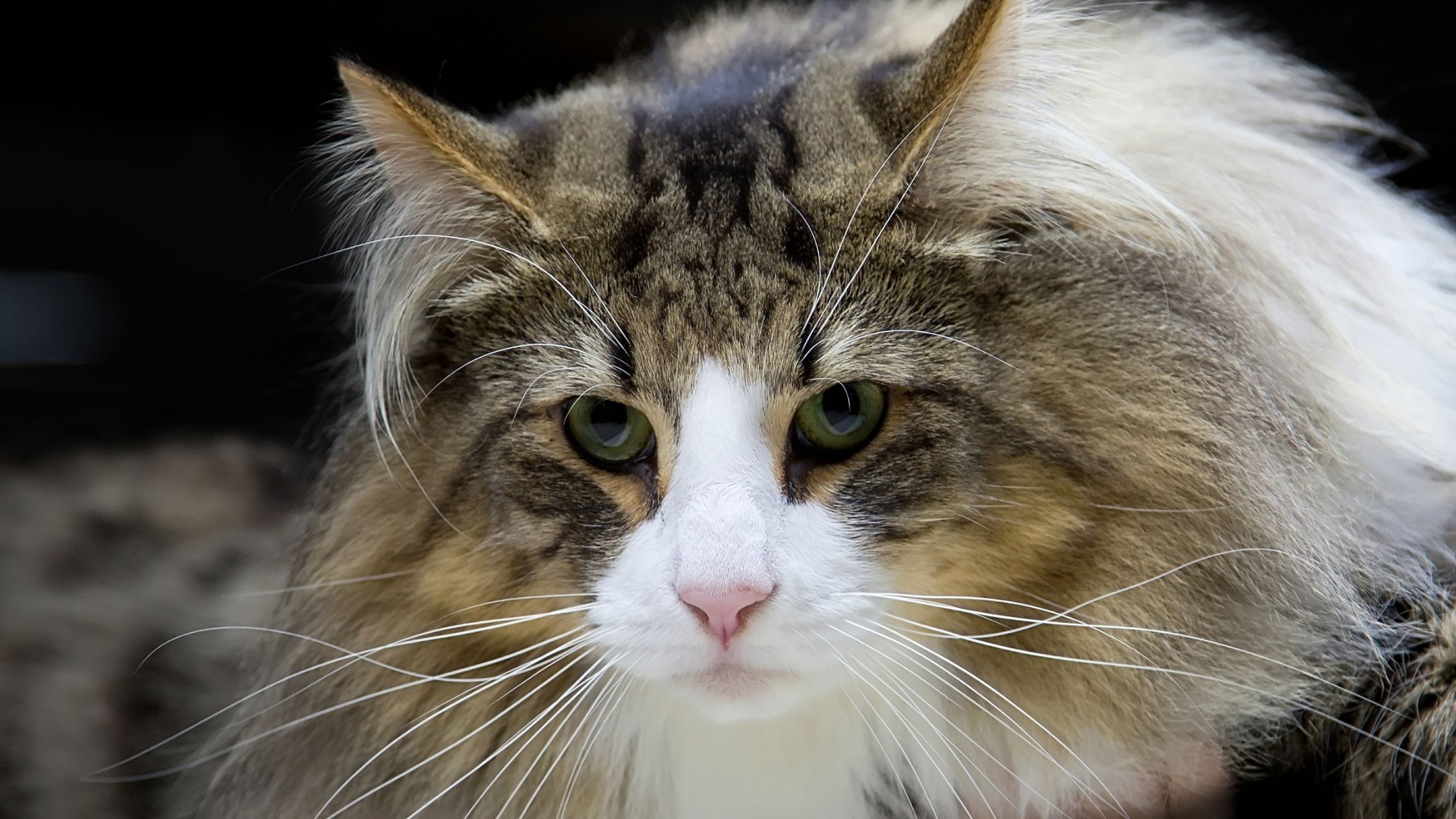 Een close-up van een langharige kat met groene ogen, een roze neus en een witte en bruine vacht, die recht in de camera kijkt tegen een donkere achtergrond.