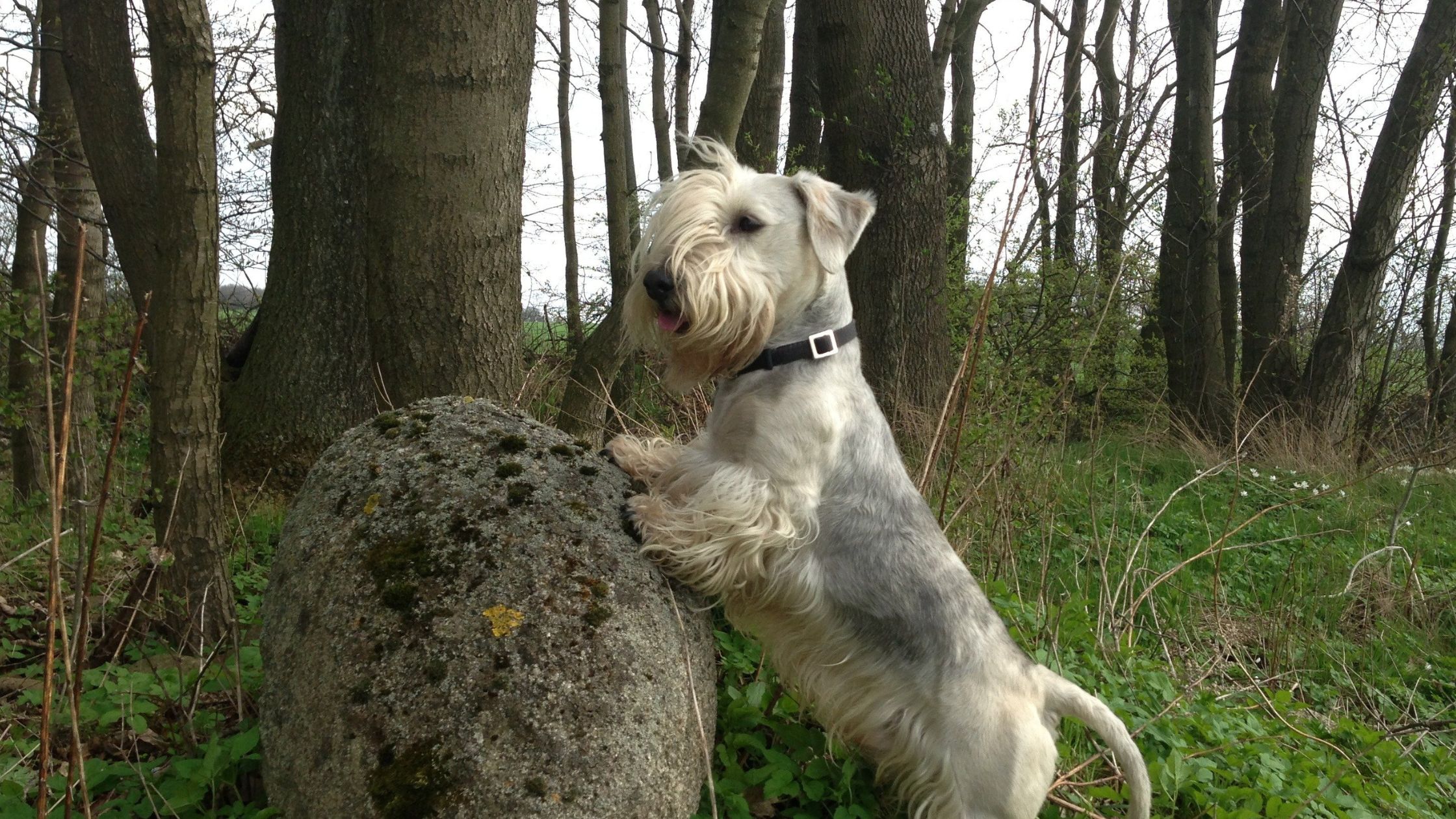 Een schnauzerachtige hond staat met zijn voorpoten op een grote steen in een bosrijke omgeving, terwijl hij nieuwsgierig in de verte kijkt.
