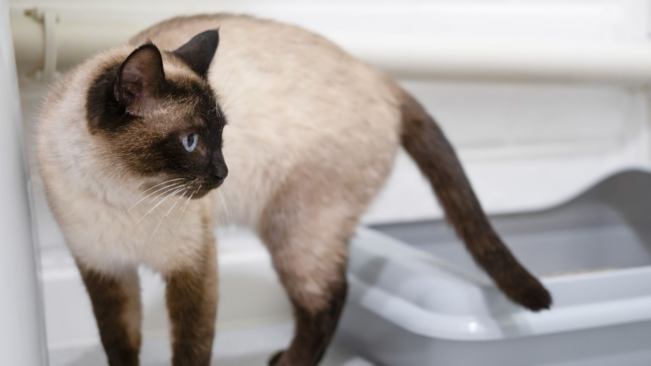 Een Siamese kat met crèmekleurige vacht en donkerbruine oren, gezicht, poten en staart staat naast een grijze kattenbak en kijkt naar links.