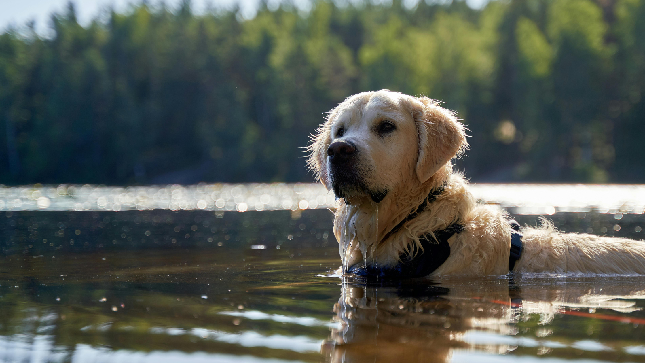 Een Golden Retriever staat in de zon in het water met een zwart tuig om en kijkt voor zich uit. PetSecur