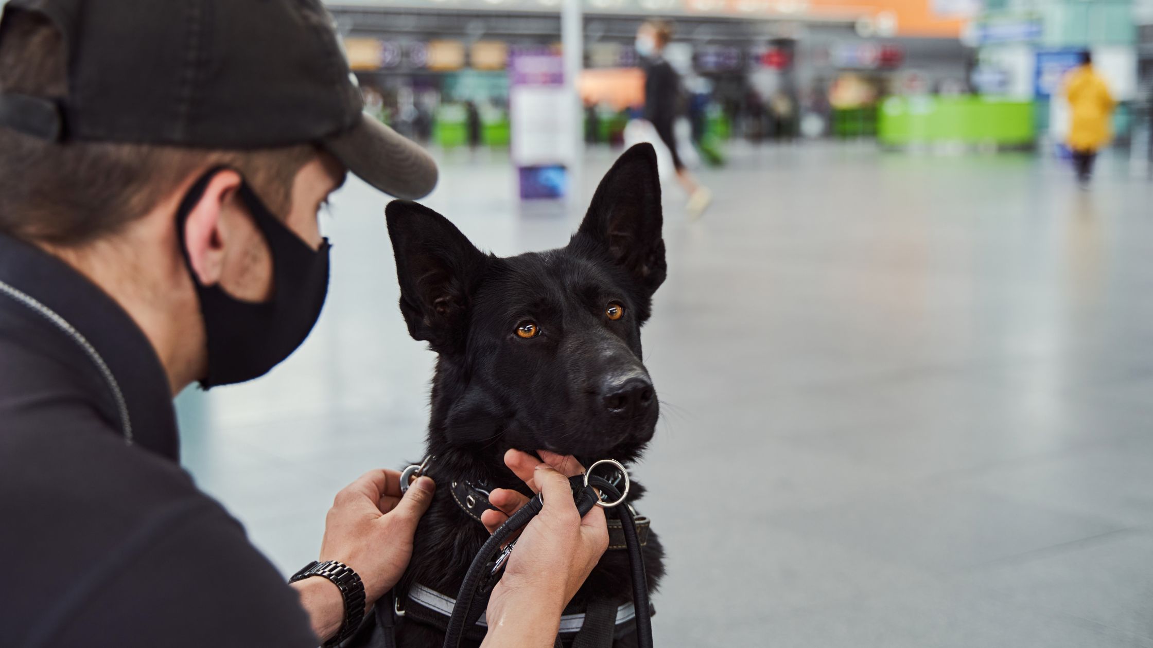 Detectiewerk bij honden: samen speuren met de neus van je hond