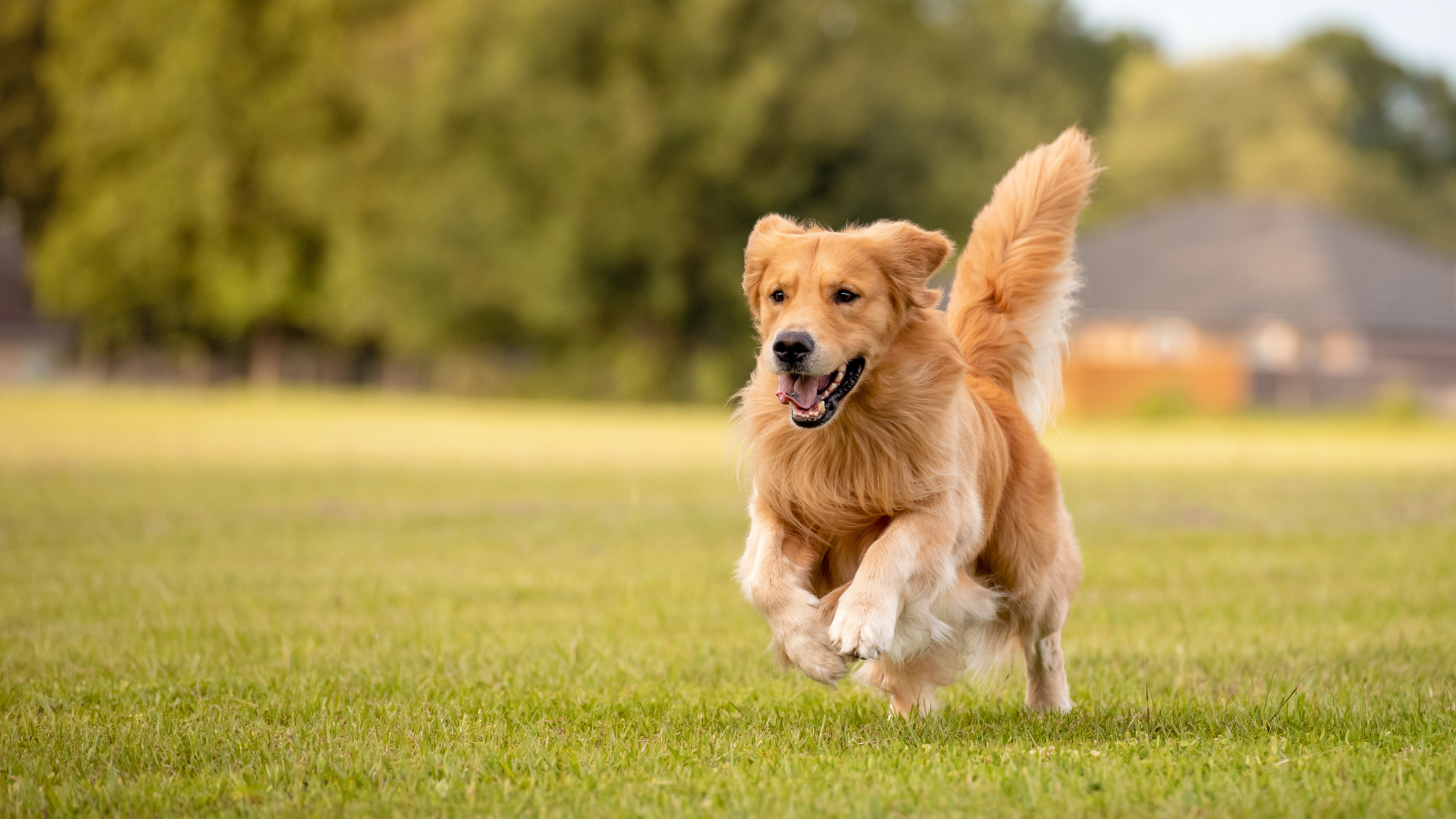 Gescheurde kruisband bij de hond PetSecur