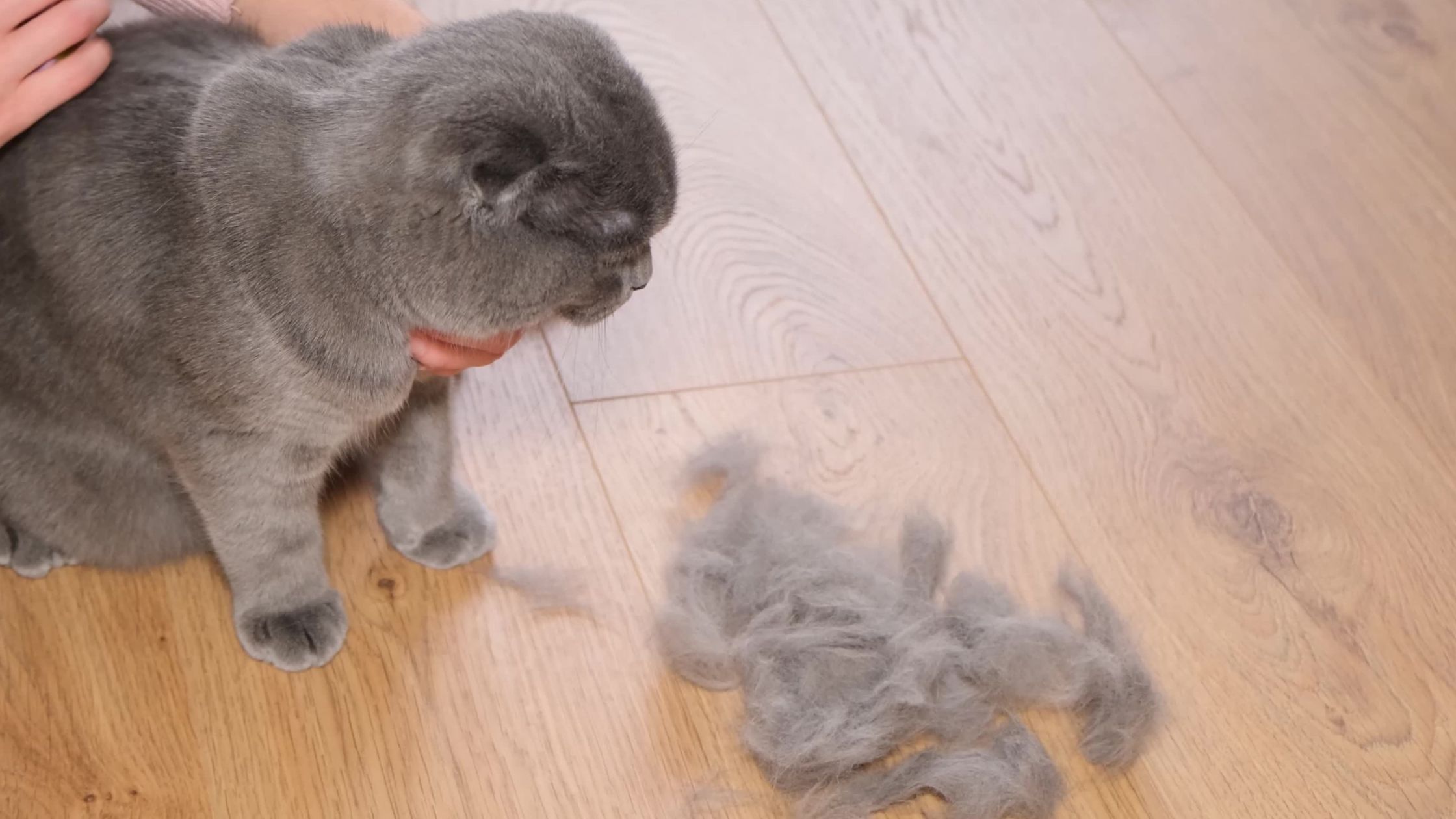 Een persoon verzorgt een grijze kat, met een stapel van zijn losse vacht op een houten vloer ernaast PetSecur