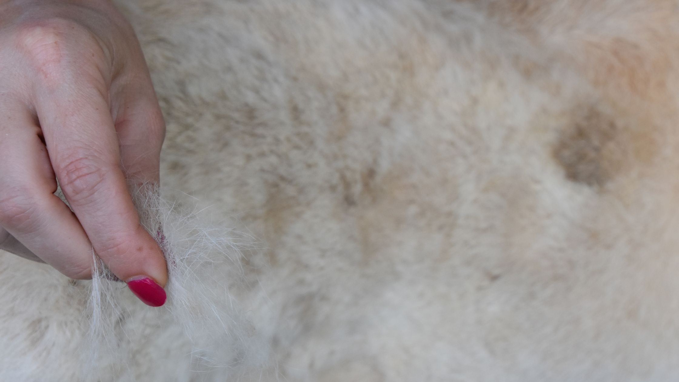 Haarverlies hond PetSecur