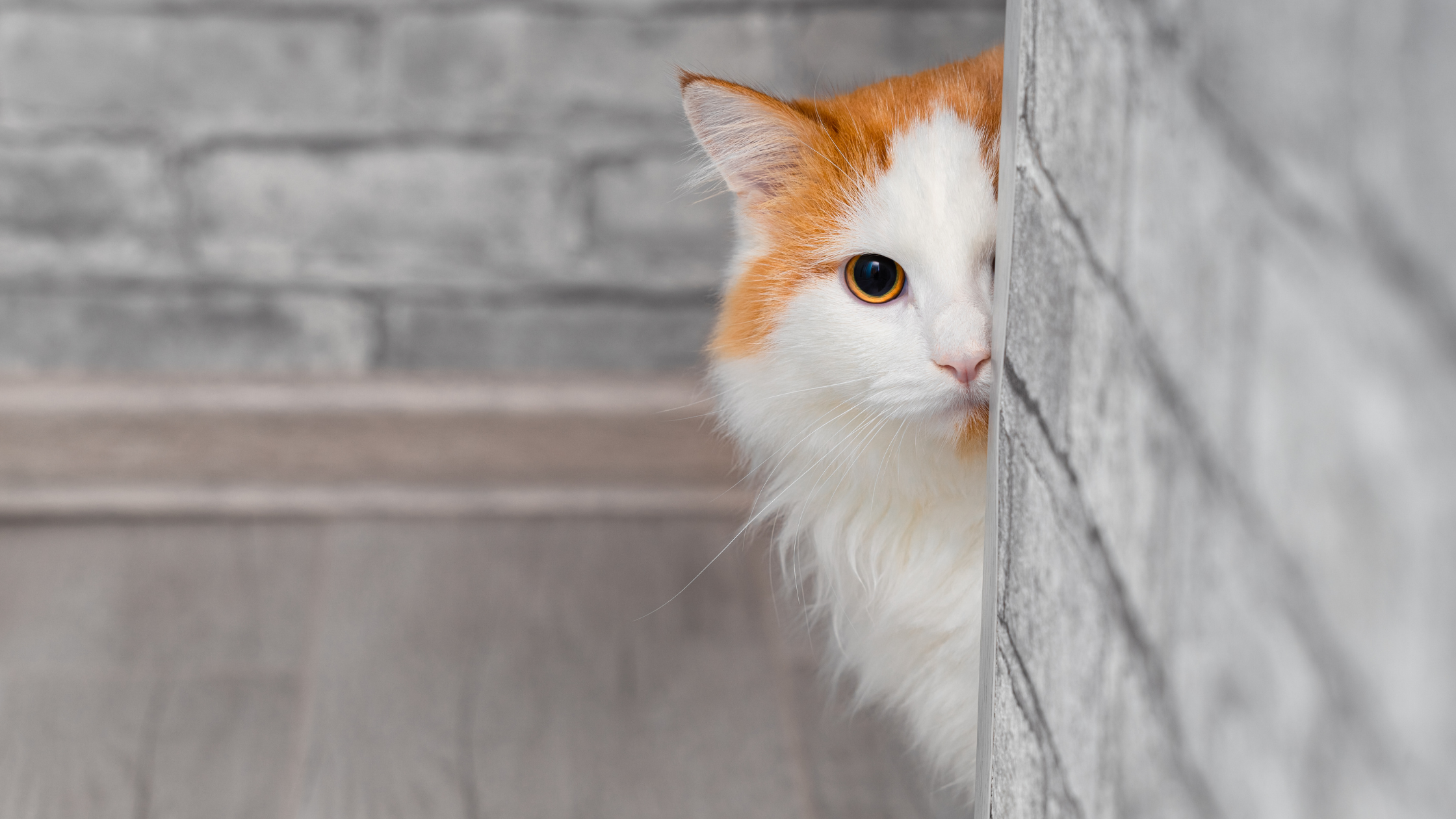 Een langharige, rood met wit gekleurde kat kijkt voor de helft om het hoekje van een grijze, stenen muur.