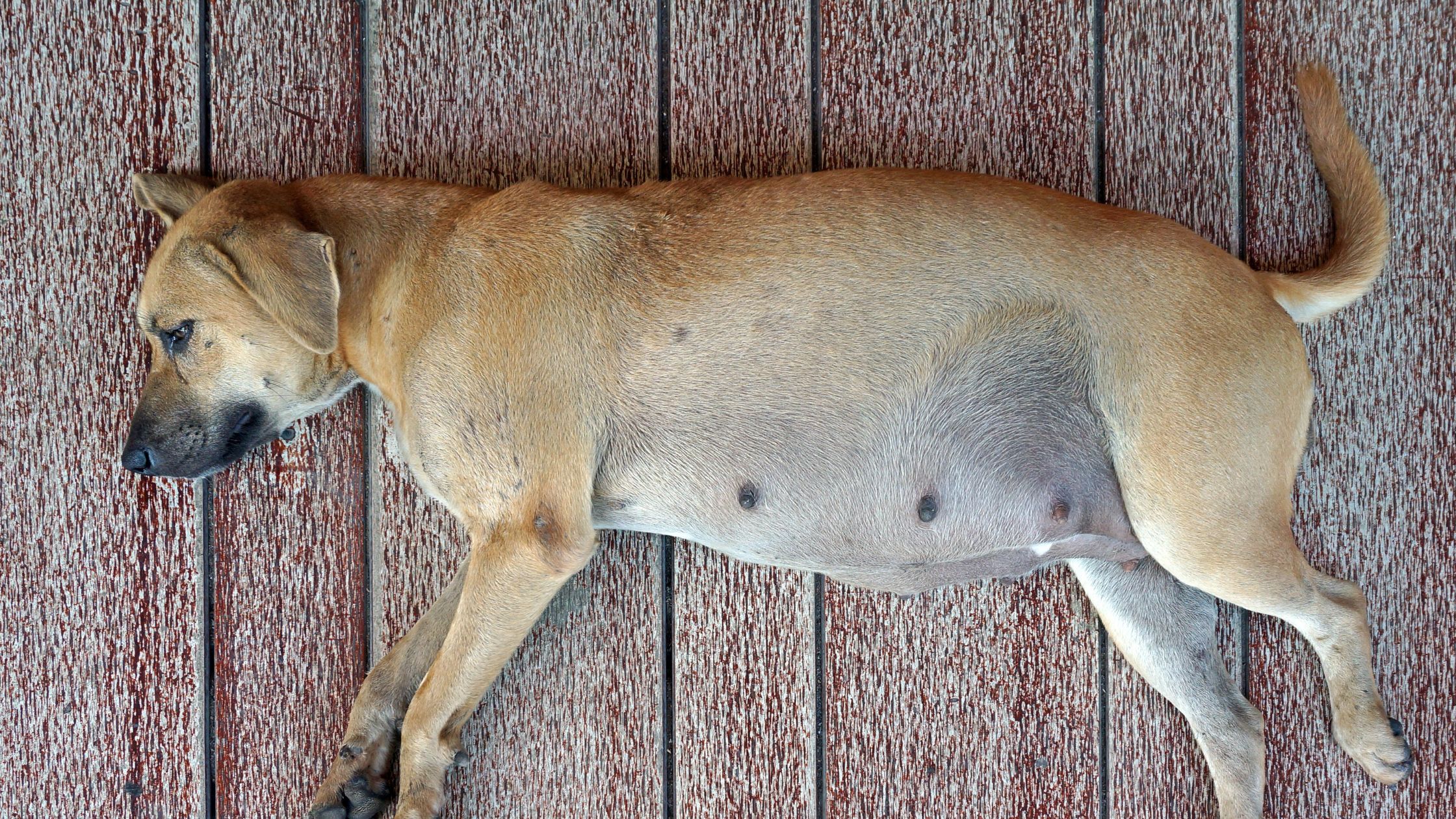 Een bruine hond met een opgezwollen buik ligt ontspannen op zijn zij op een houten oppervlak.