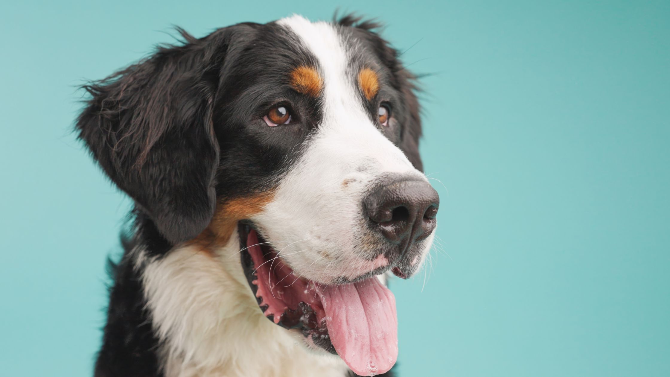 Een close-up van een Berner Sennenhond met zijn bek open en tong uit, tegen een effen groenblauwe achtergrond. De hond heeft een zwarte, witte en bruine vacht en kijkt een beetje opzij. 