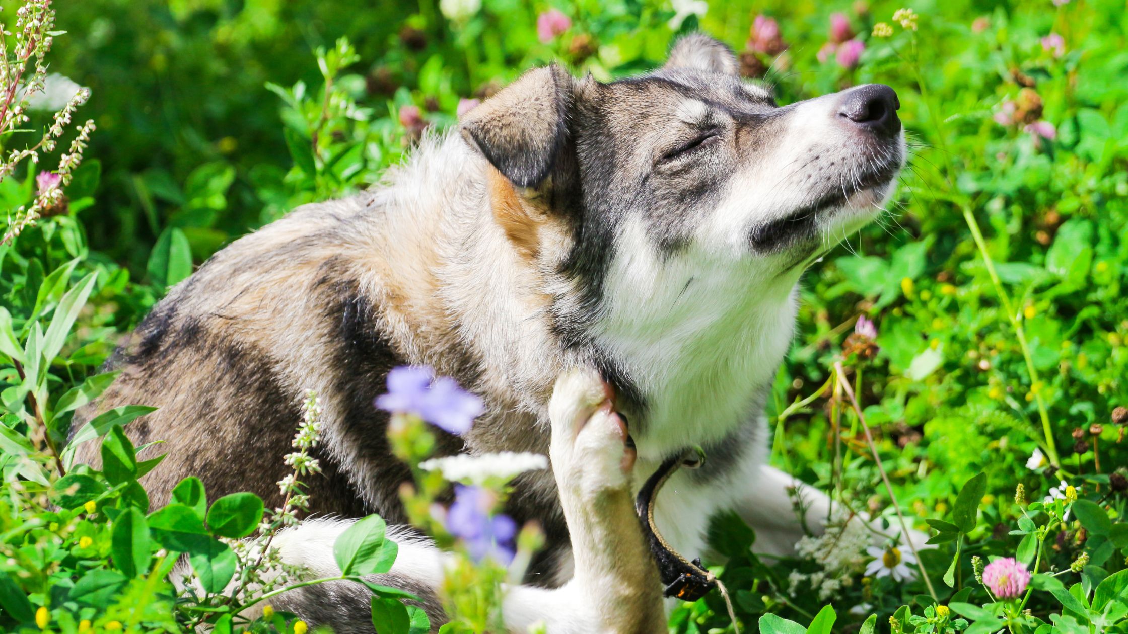 Een hond met een dichte, driekleurige vacht zit tussen het gras en de bloemen en krabt met zijn achterpoot aan zijn nek terwijl hij zijn ogen dicht heeft van verlichting.