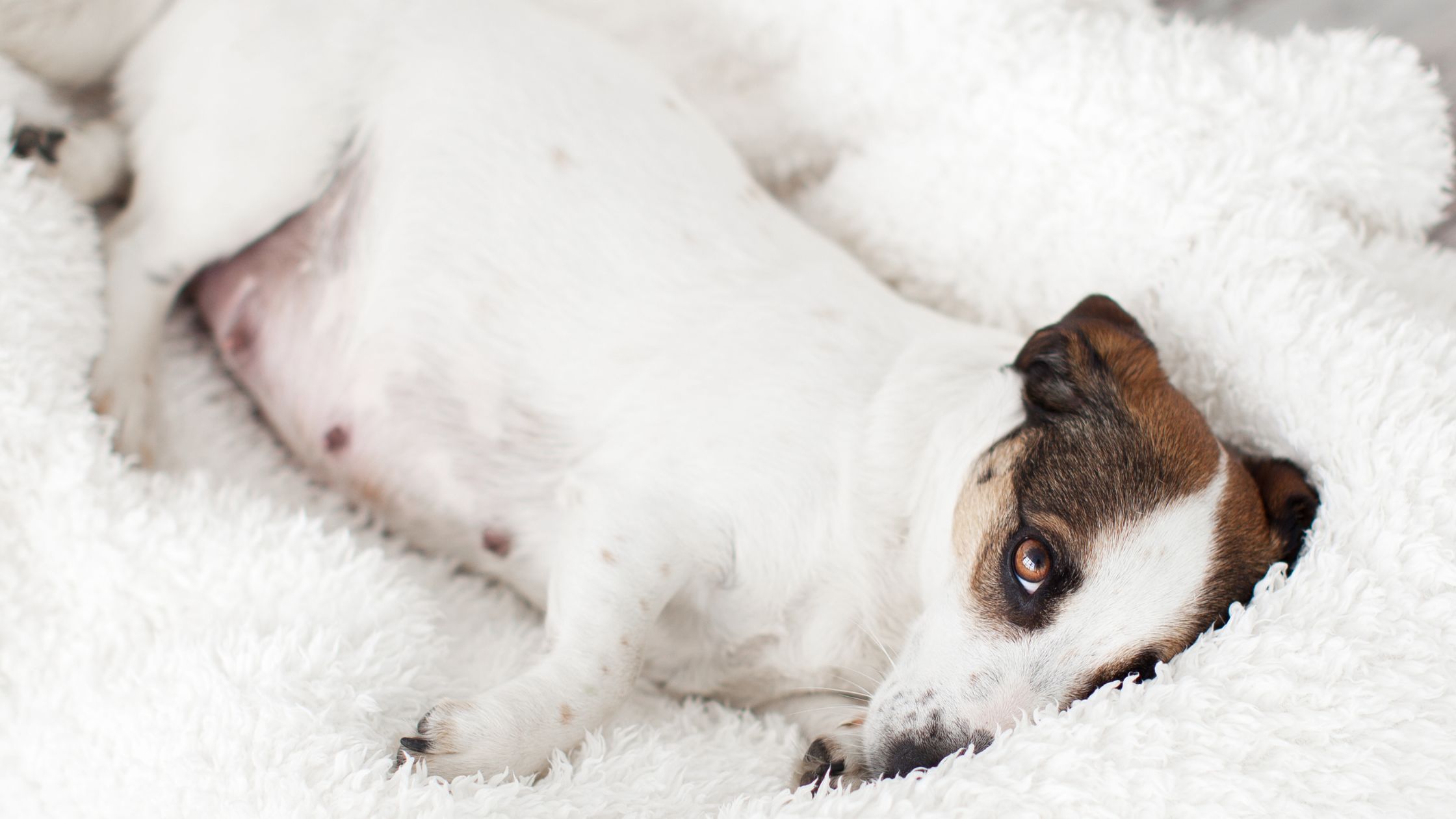 Een kleine witte hond met bruine en zwarte aftekeningen ligt op zijn zij op een pluizige witte deken en kijkt omhoog met één oog zichtbaar.