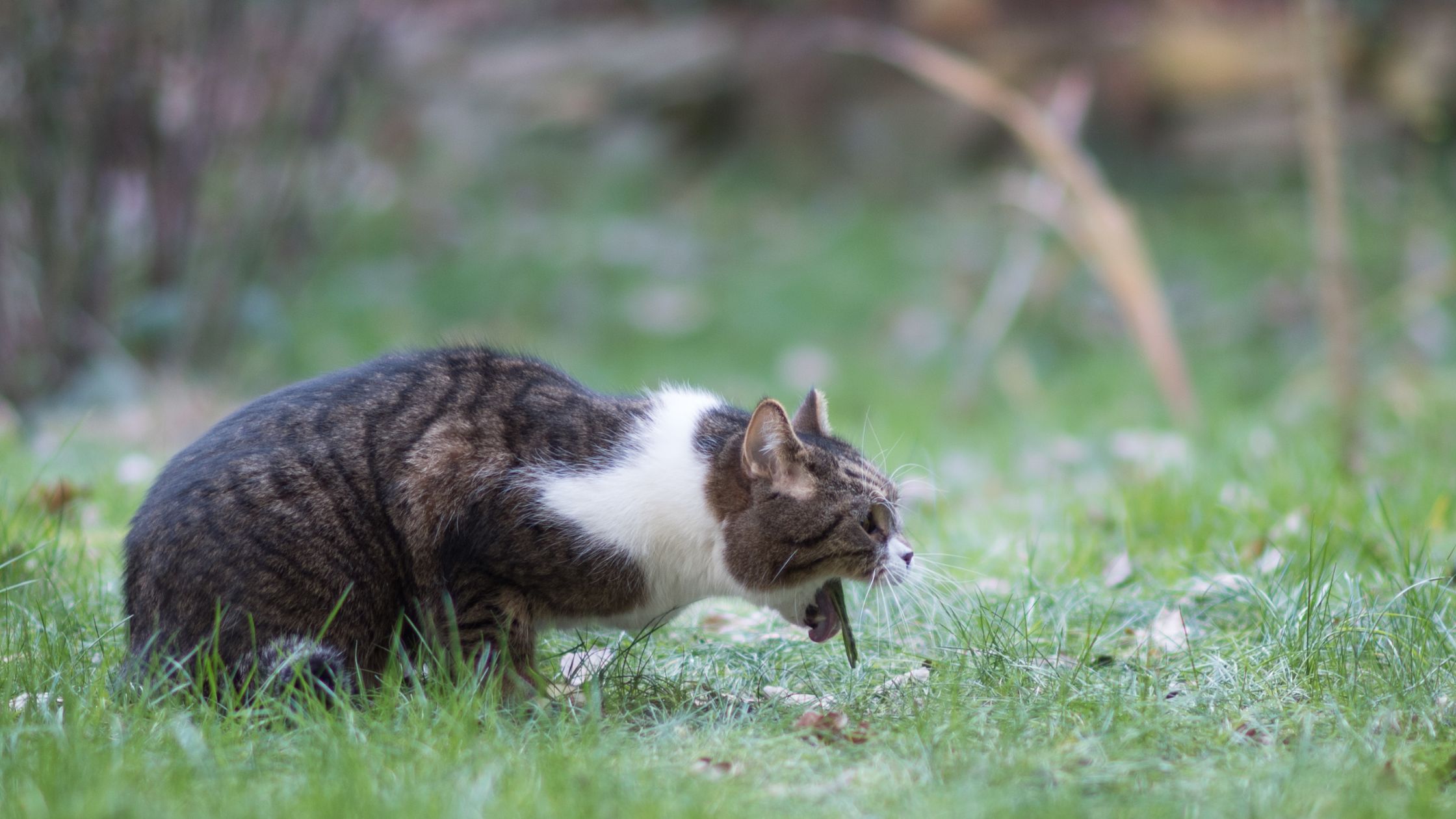 Een kat met een witte borst en gestreepte vacht zit op het gras en braakt, met de bek wijd open en een zichtbare braakreflex.