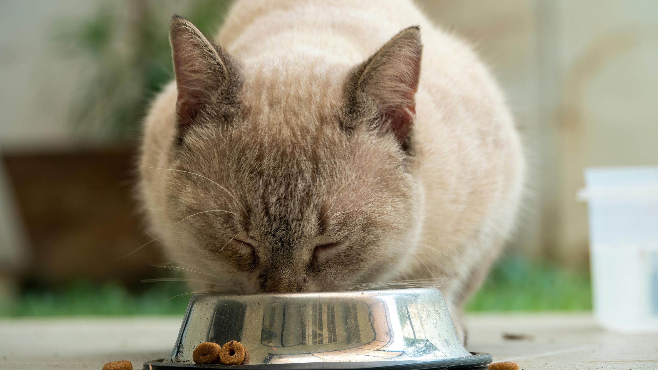 Kattenvoer kopen: de ultieme gids PetSecur