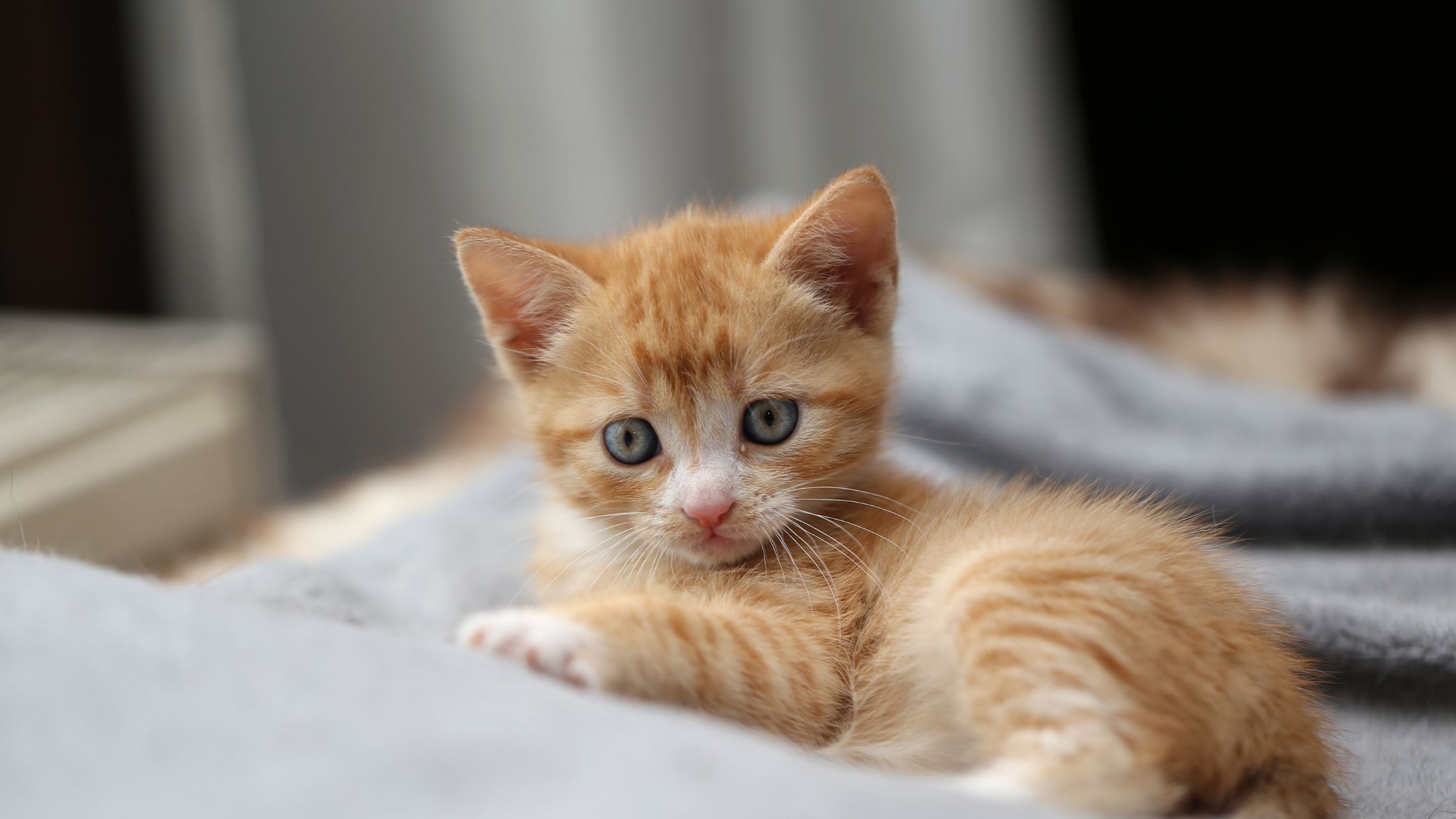 Kitten of volwassen kat: wat past het beste bij jou?