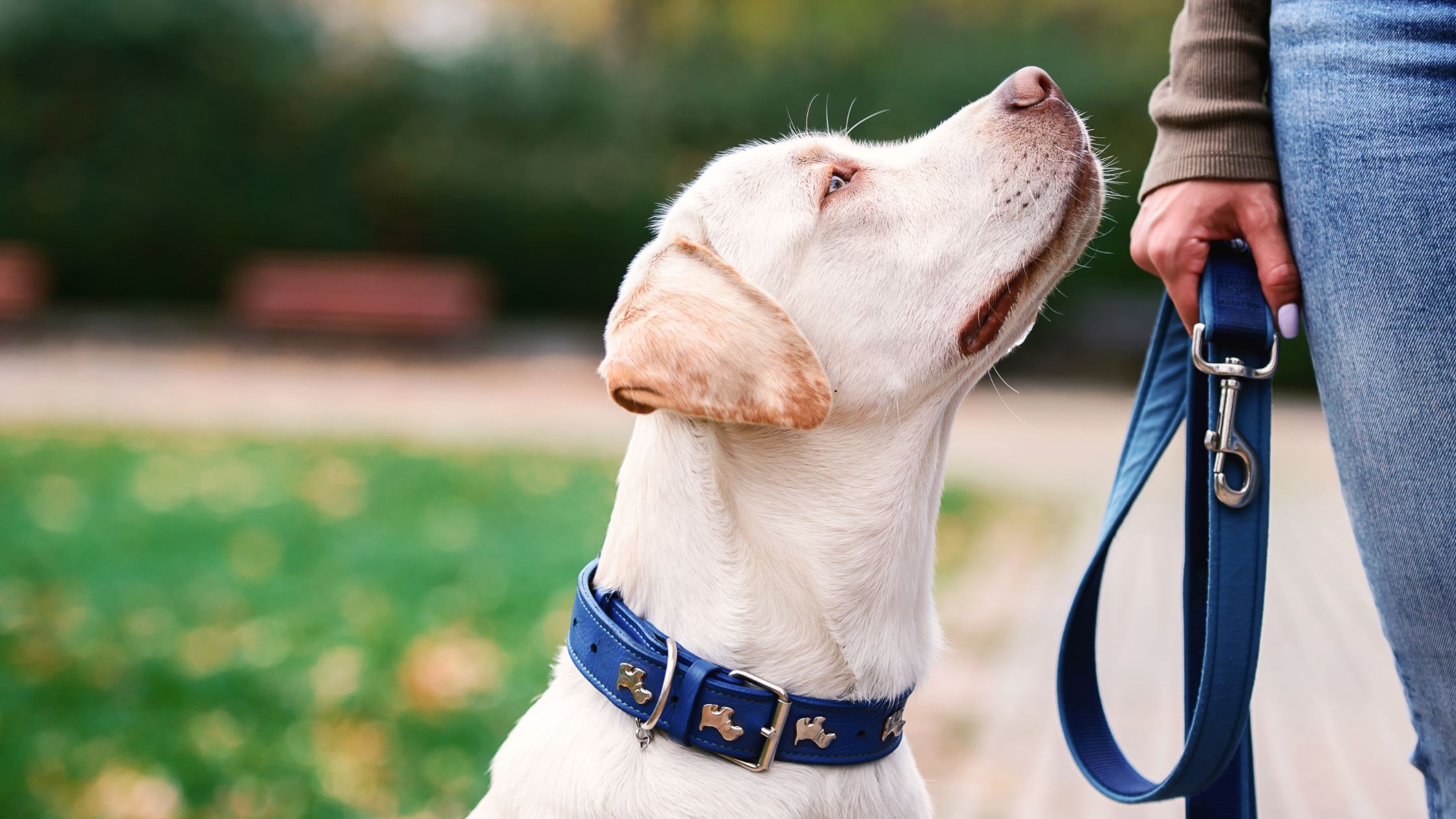 Leren hondenriem PetSecur